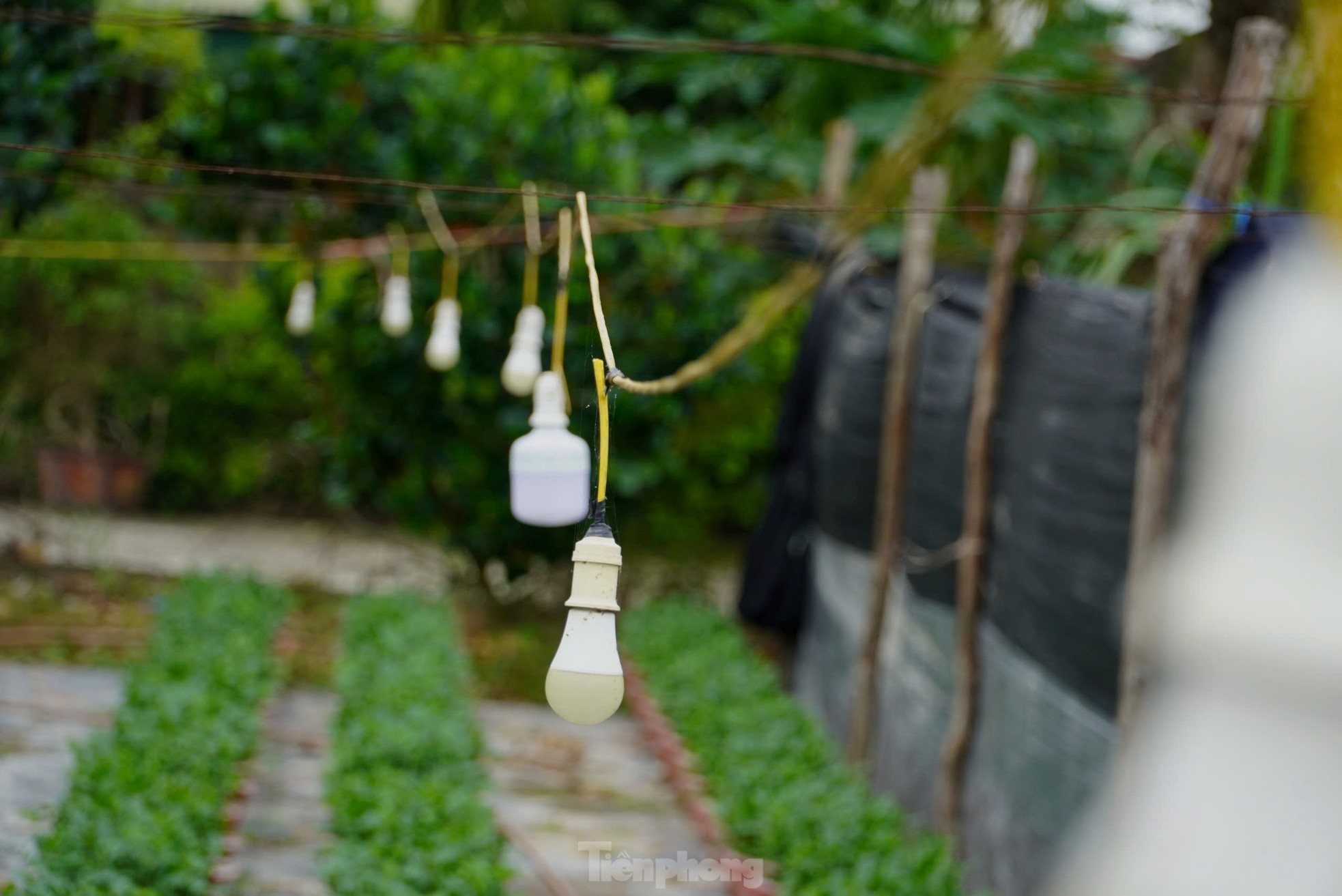 Làng hoa nổi tiếng Hà Tĩnh dùng đèn chiếu cho hoa, tất bật vào vụ Tết ảnh 10