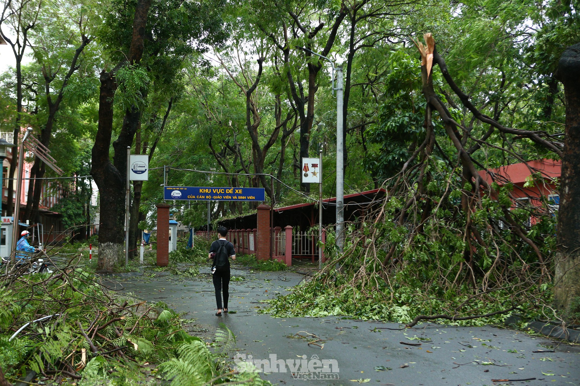 Nhiều trường đại học tan hoang, cổ thụ đổ rạp, phá hủy nhiều tài sản ảnh 4