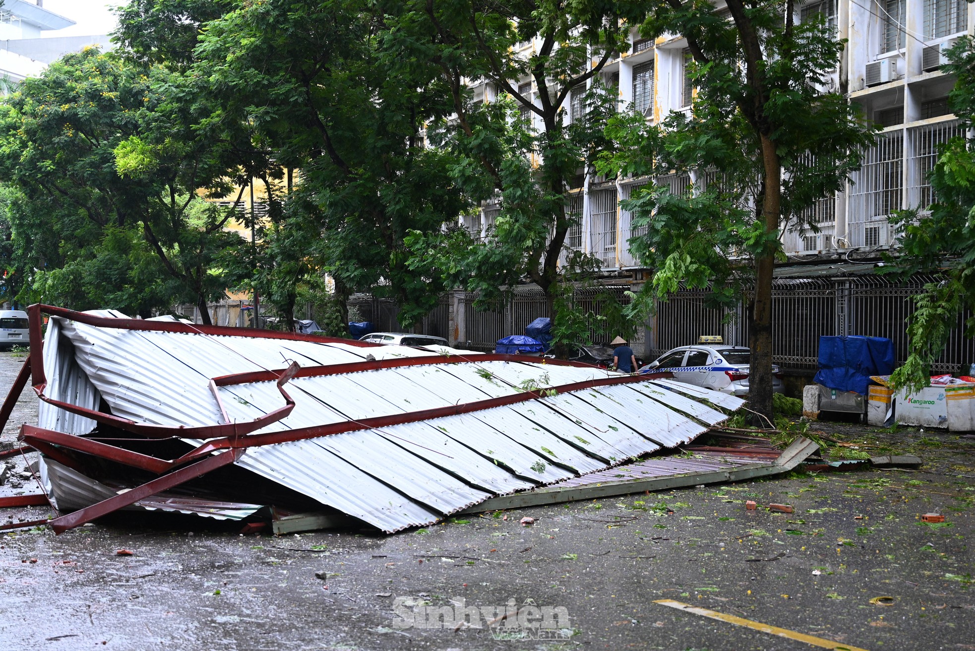 Nhiều trường đại học tan hoang, cổ thụ đổ rạp, phá hủy nhiều tài sản ảnh 8