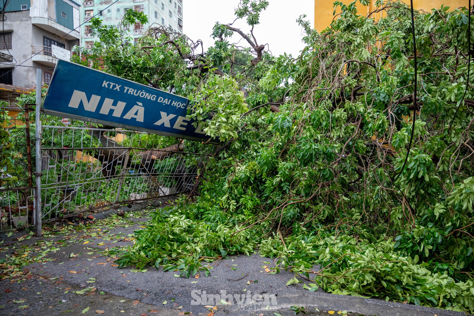 Nhiều trường đại học tan hoang, cổ thụ đổ rạp, phá hủy nhiều tài sản ảnh 7