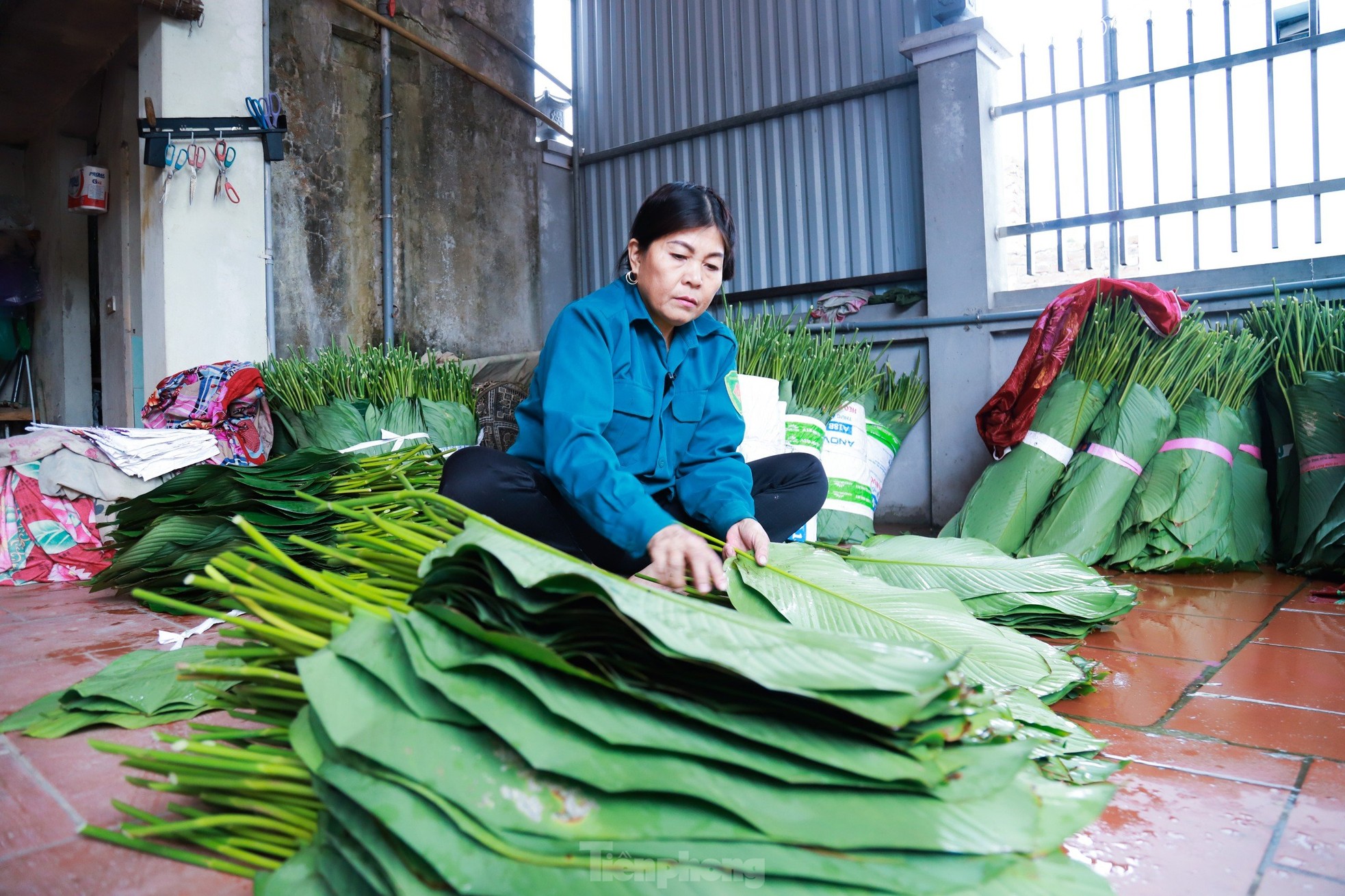 Làng nghề trồng lá dong hàng trăm năm tuổi ở Hà Nội vào vụ Tết Nguyên đán ảnh 9