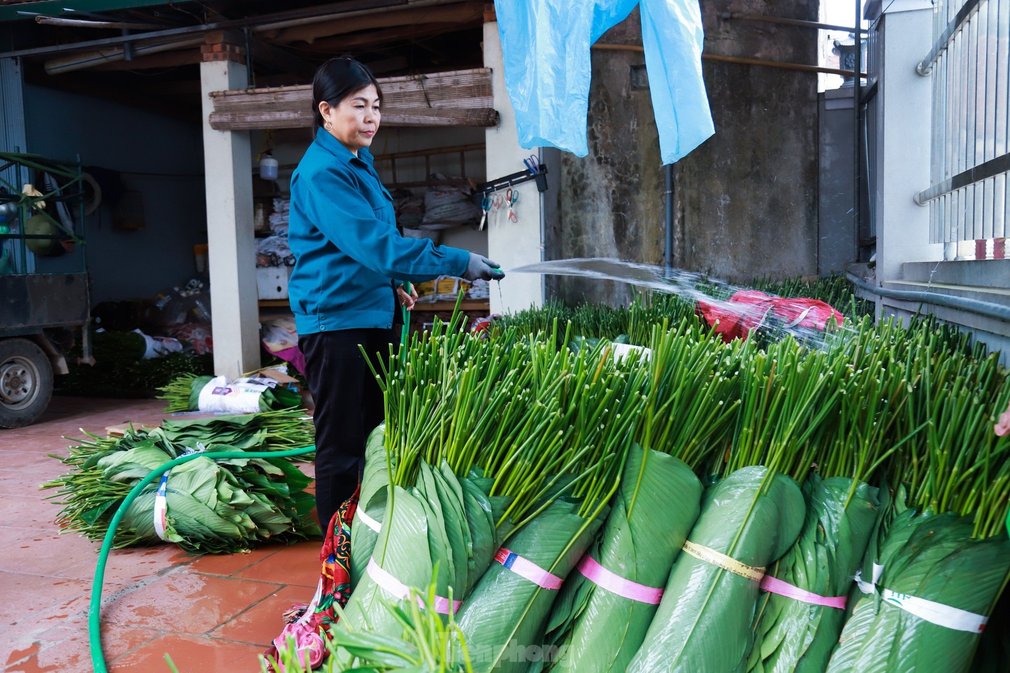 Làng nghề trồng lá dong hàng trăm năm tuổi ở Hà Nội vào vụ Tết Nguyên đán ảnh 8