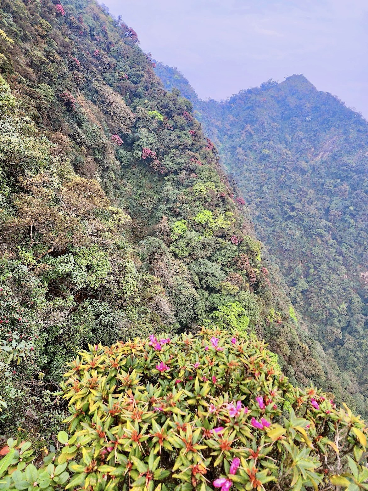 Lạc bước vào khu rừng đẹp như cổ tích trên đỉnh Sa Mu, Putaleng