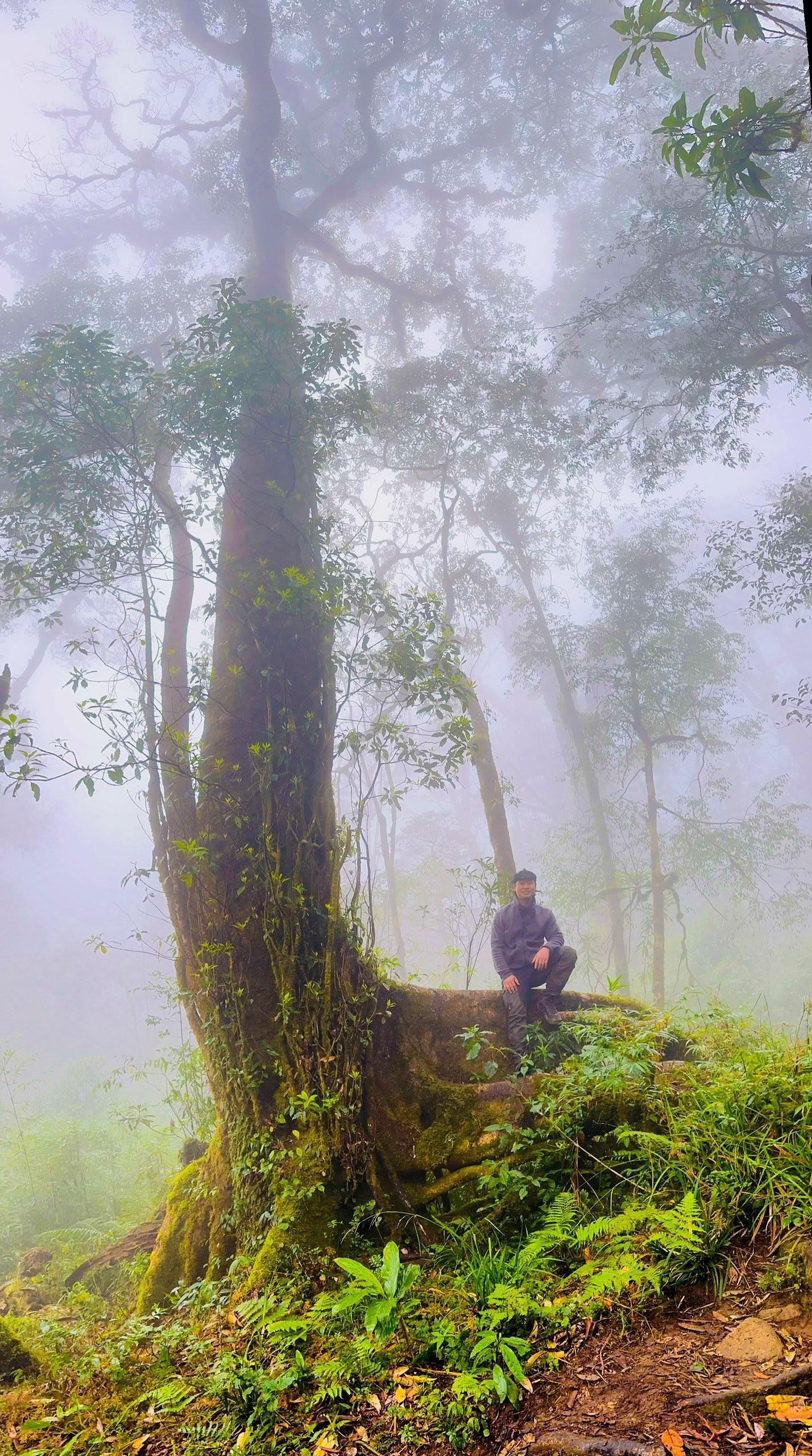 Lạc bước vào khu rừng đẹp như cổ tích trên đỉnh Sa Mu, Putaleng