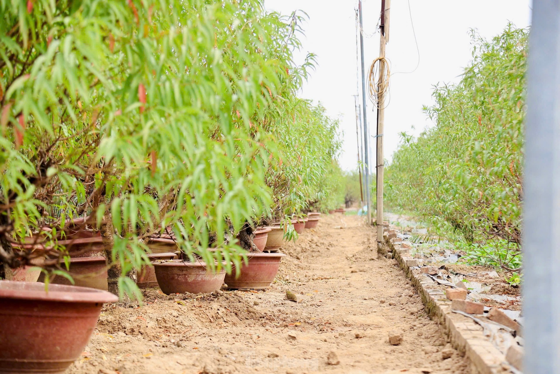 Người dân Nhật Tân tất bật xuống lá đào chuẩn bị Tết Nguyên đán 2025 ảnh 2