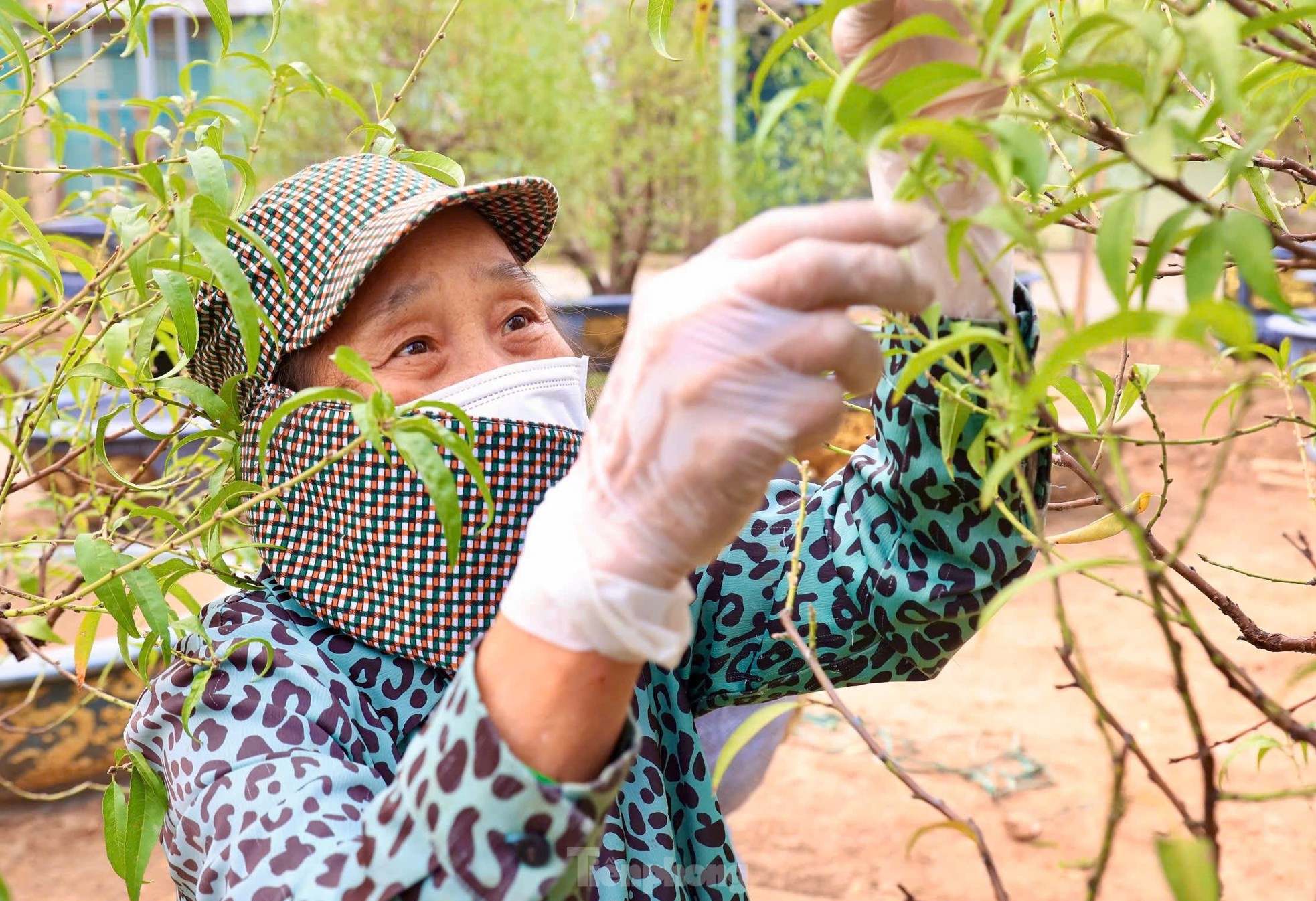 Người dân Nhật Tân tất bật xuống lá đào chuẩn bị Tết Nguyên đán 2025 ảnh 8