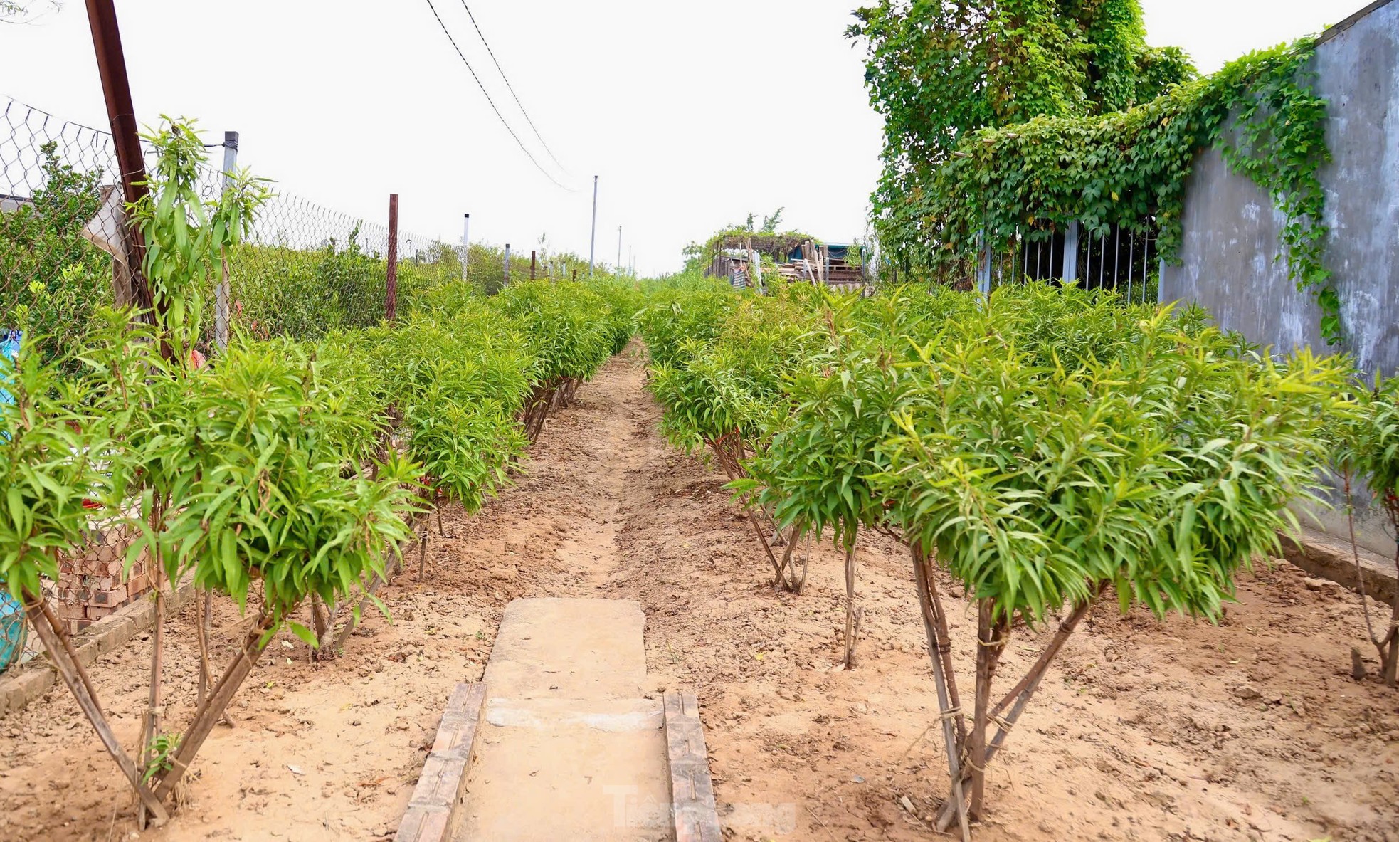 Người dân Nhật Tân tất bật xuống lá đào chuẩn bị Tết Nguyên đán 2025 ảnh 14