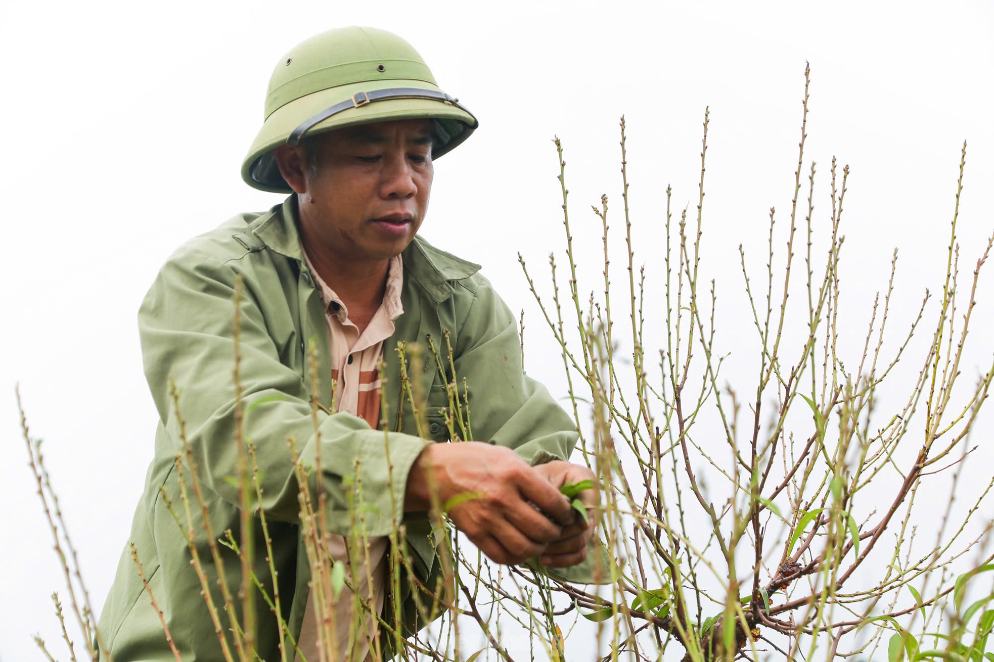 Người dân Nhật Tân tất bật xuống lá đào chuẩn bị Tết Nguyên đán 2025 ảnh 7