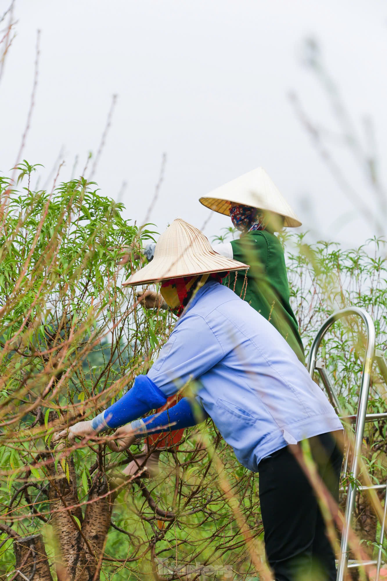 Người dân Nhật Tân tất bật xuống lá đào chuẩn bị Tết Nguyên đán 2025 ảnh 10