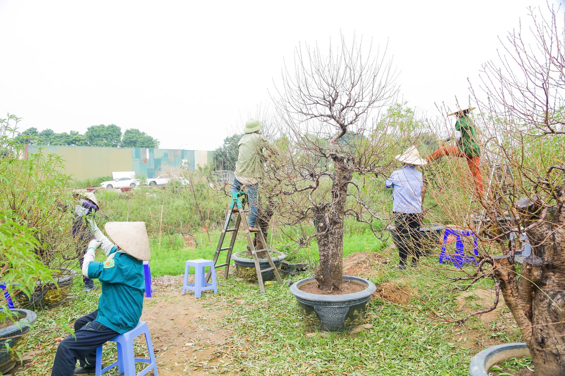 Người dân Nhật Tân tất bật xuống lá đào chuẩn bị Tết Nguyên đán 2025 ảnh 4