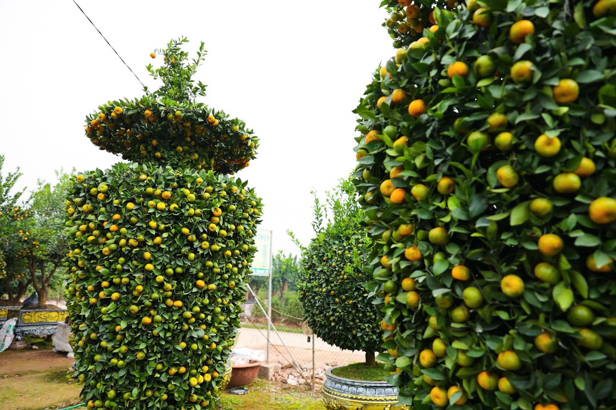 Chưa đến Tết, quýt 'bình hút lộc' khổng lồ giá chục triệu đồng đã cháy hàng ảnh 3