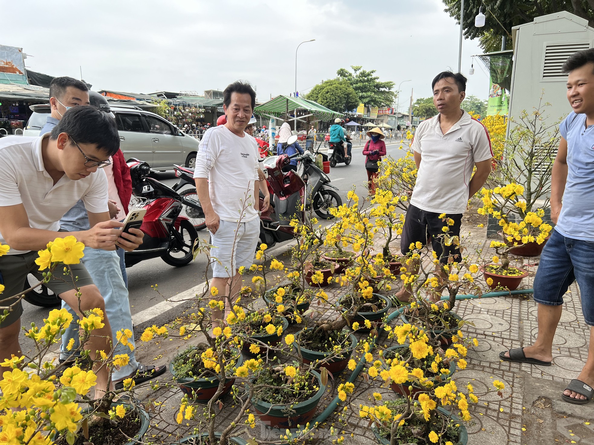 Cây kiểng mini hút khách ảnh 9