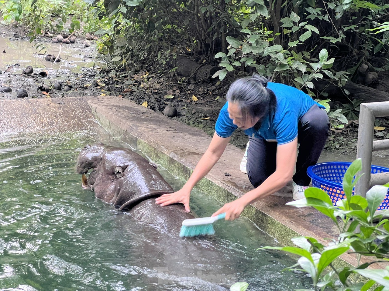 Chị Phan Thị Thanh Lan (54 tuổi) có 18 năm làm việc tại Thảo cầm viên, chủ yếu chăm sóc vườn thú thiếu nhi. Trong đó chăm sóc hà mã ngót nghét 10 năm. Bước đến chuồng hà mã, chị Lan cất tiếng gọi đầy yêu thương 