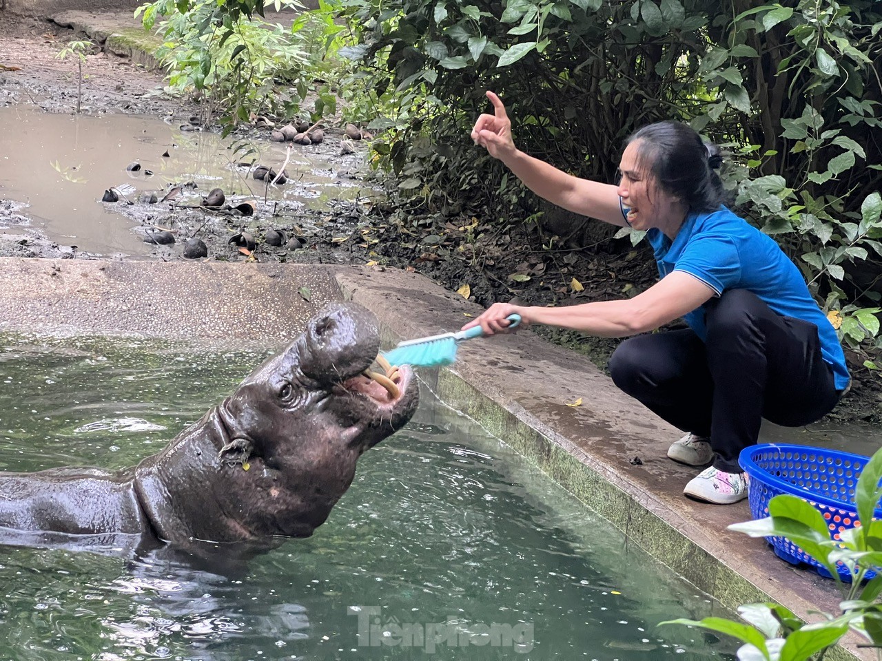 Tại đây, chị Lan cầm chiếc bàn chải dài nhẹ nhàng mát xa xung quanh miệng cho hà mã, sau đó ra dấu tay, chú hà mã hiểu ý liền há miệng chờ đánh răng. Người nhân viên nhanh chóng chải răng và kiểm tra răng cho hà mã, xem thức ăn có bị dính răng vào không. Nếu có, chị Lan sẽ lấy ra. Trường hợp với thức ăn dính khó lấy thì sẽ nhờ đến bác sĩ thú y hỗ trợ.