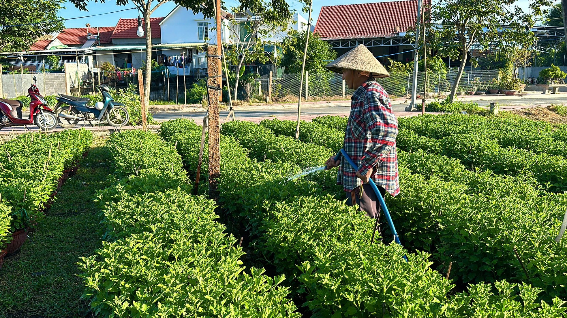 'Thủ phủ' hoa cúc ở Khánh Hòa tất bật vụ Tết ảnh 5