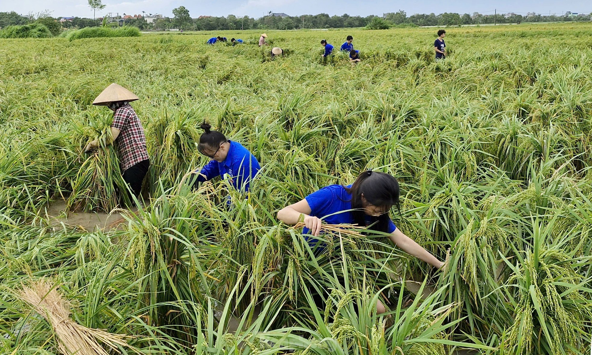 Sinh viên lội ruộng cứu lúa, khắc phục hậu quả bão số 3 ảnh 7