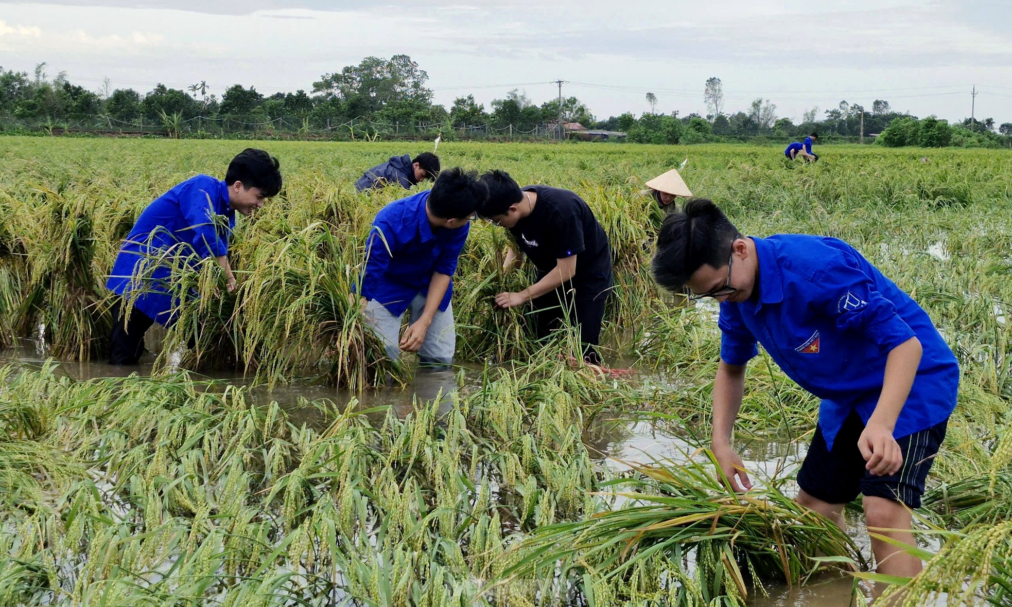 Sinh viên lội ruộng cứu lúa, khắc phục hậu quả bão số 3 ảnh 6