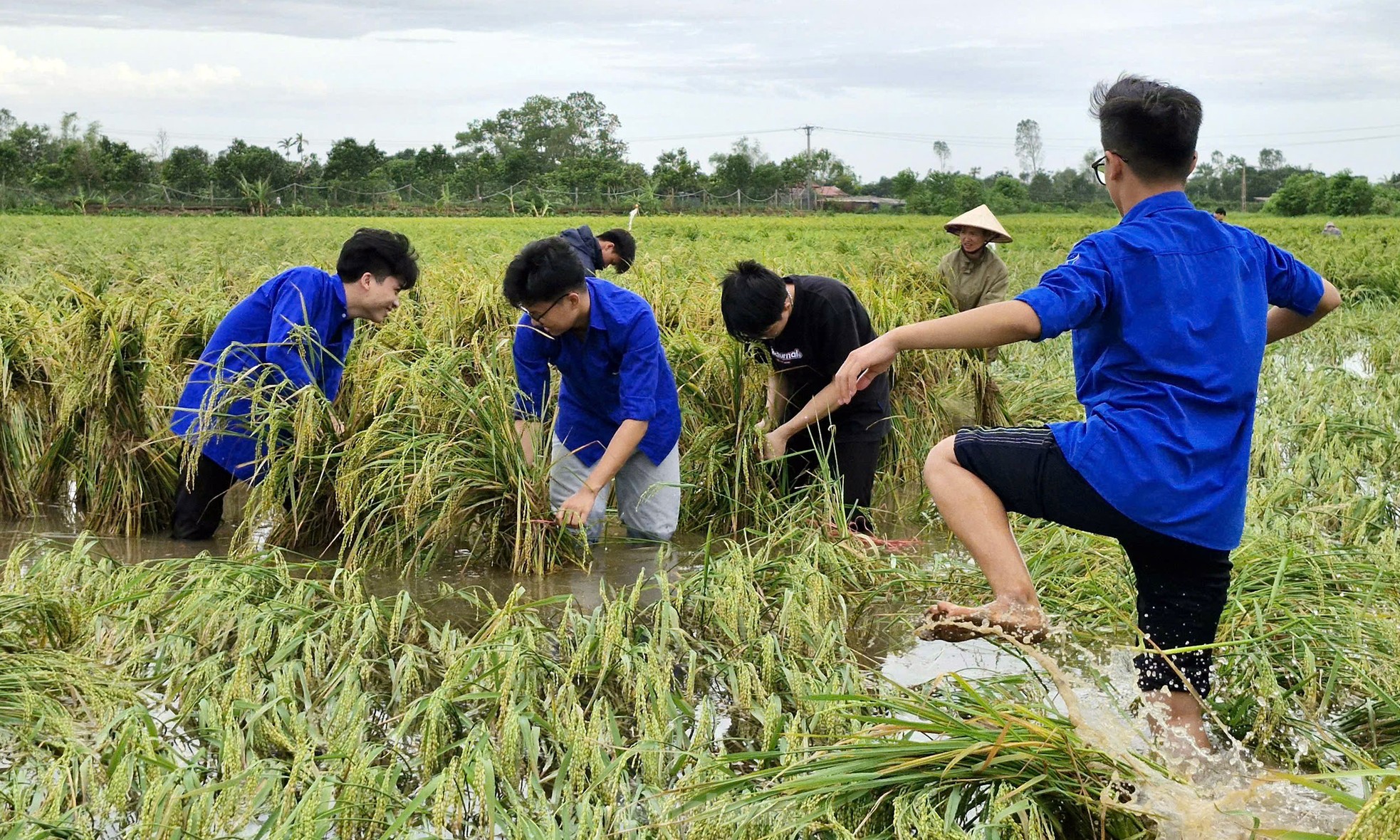 Sinh viên lội ruộng cứu lúa, khắc phục hậu quả bão số 3 ảnh 8