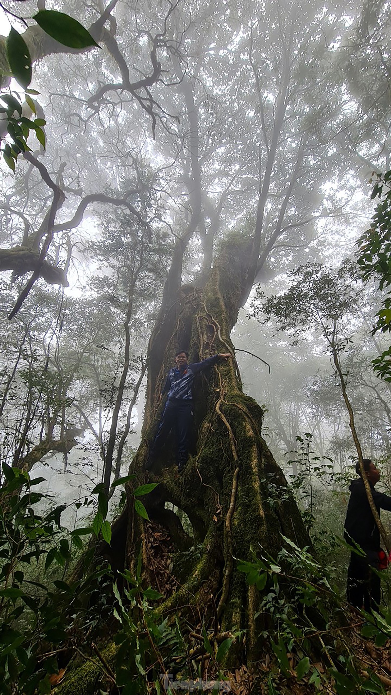 Xuyên rừng già chinh phục một trong tứ đại đỉnh núi Việt Nam ảnh 5
