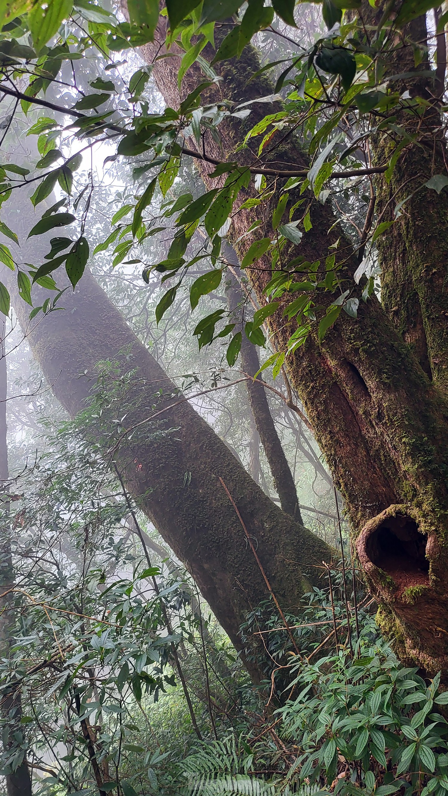 Xuyên rừng già chinh phục một trong tứ đại đỉnh núi Việt Nam ảnh 7