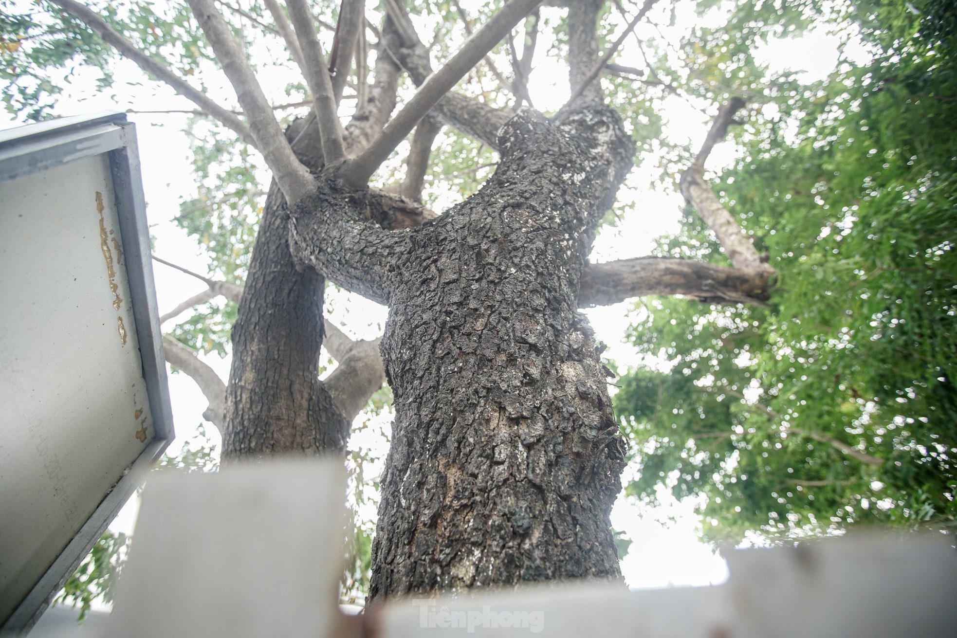 Hà Nội sẽ tháo bỏ ‘gông’ sắt làm tổn thương hàng cây sưa đỏ trị giá bạc tỷ ảnh 19