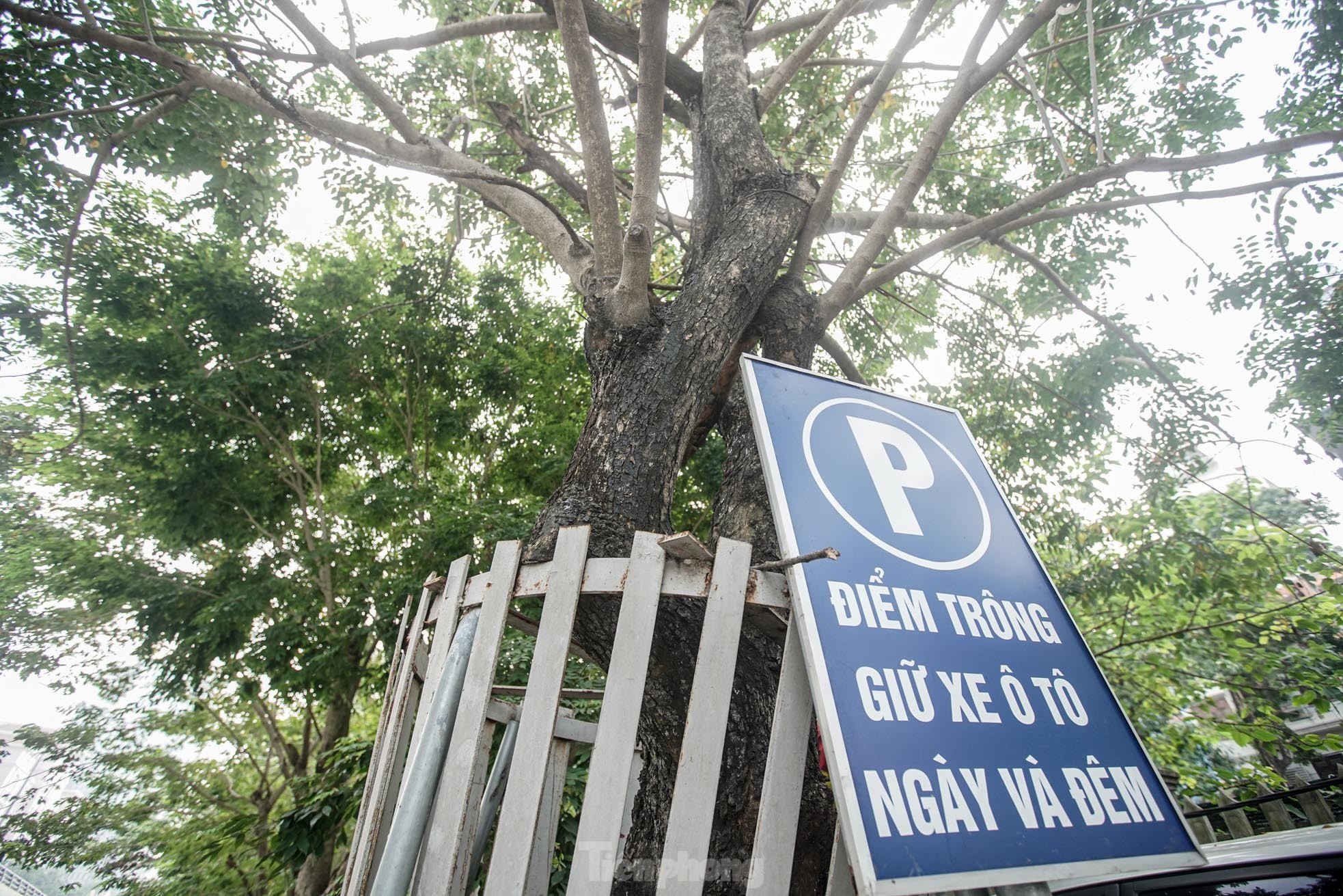 Hà Nội sẽ tháo bỏ ‘gông’ sắt làm tổn thương hàng cây sưa đỏ trị giá bạc tỷ ảnh 2