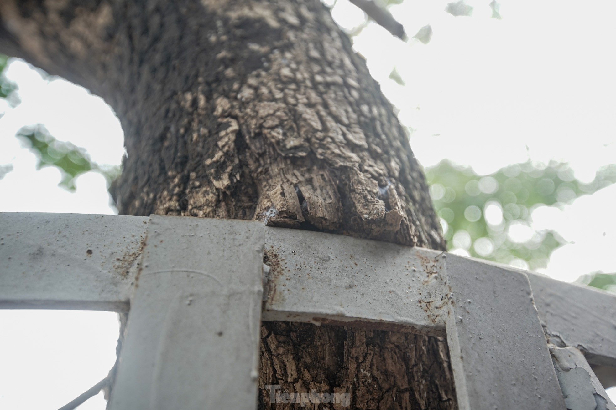 Hà Nội sẽ tháo bỏ ‘gông’ sắt làm tổn thương hàng cây sưa đỏ trị giá bạc tỷ ảnh 3