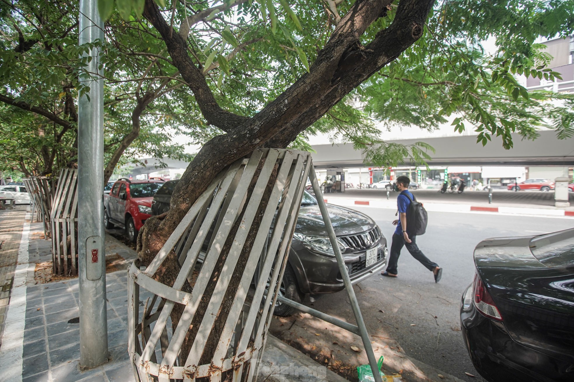 Hà Nội sẽ tháo bỏ ‘gông’ sắt làm tổn thương hàng cây sưa đỏ trị giá bạc tỷ ảnh 8