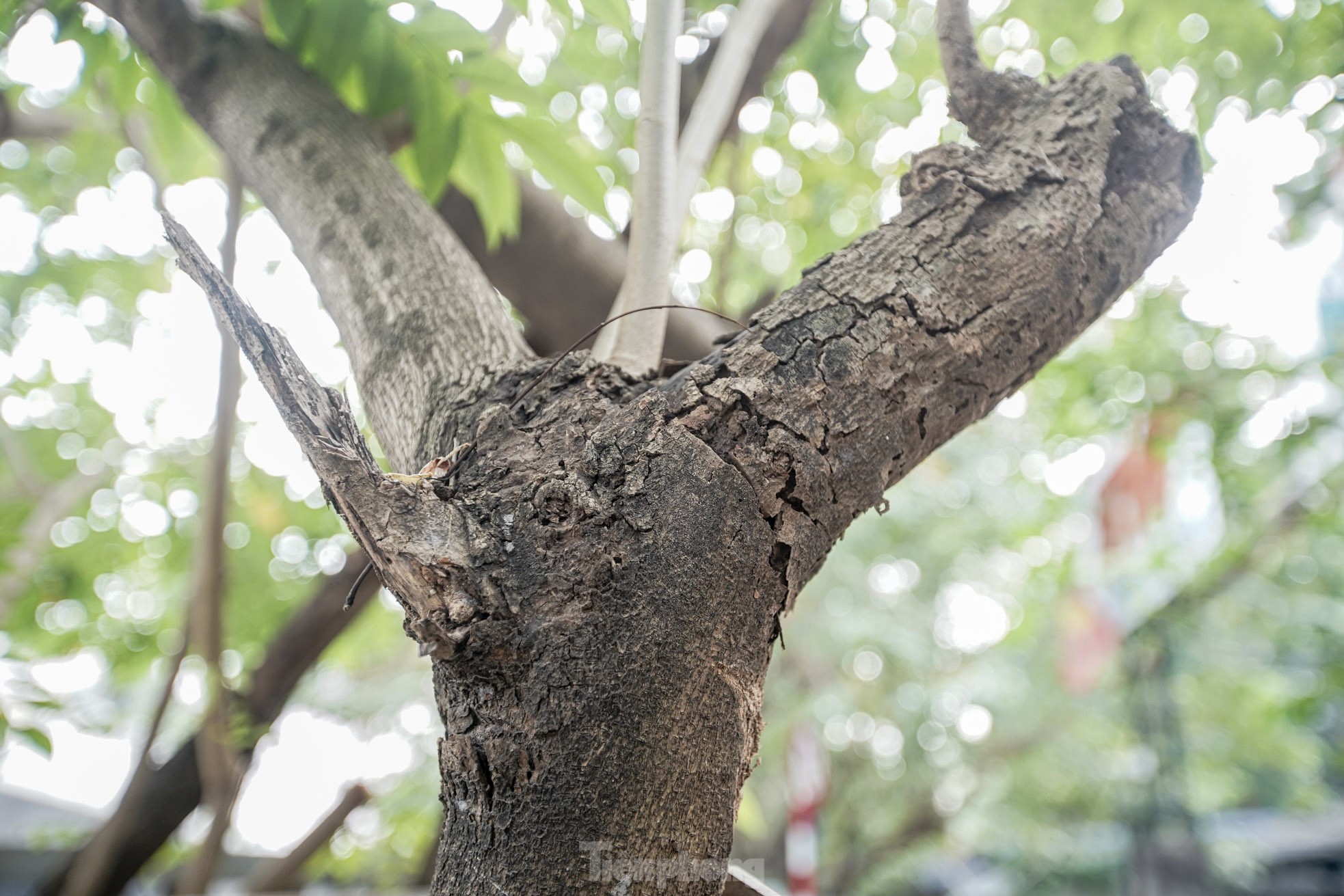 Hà Nội sẽ tháo bỏ ‘gông’ sắt làm tổn thương hàng cây sưa đỏ trị giá bạc tỷ ảnh 14