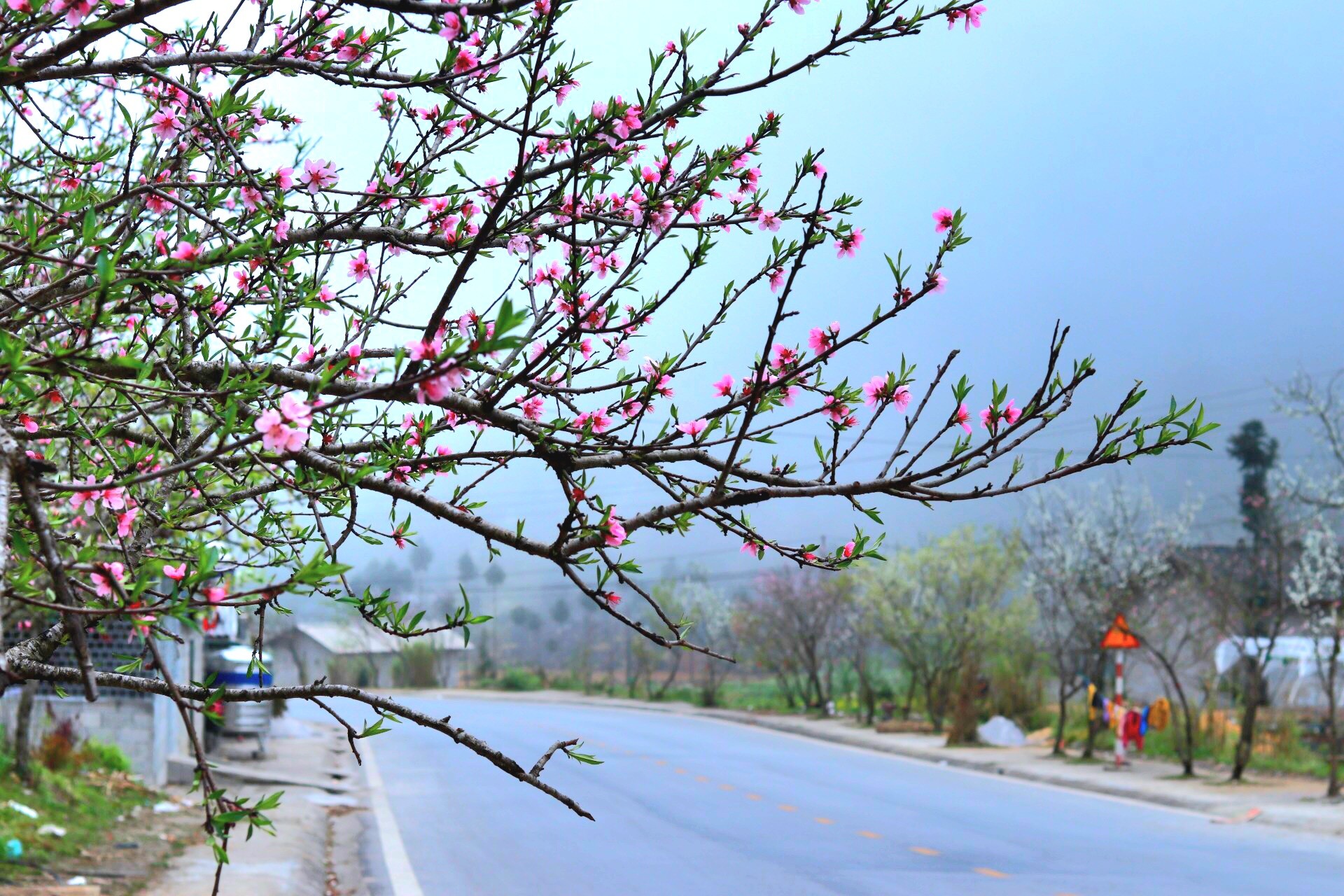 Mùa cao nguyên đá nở hoa ảnh 2