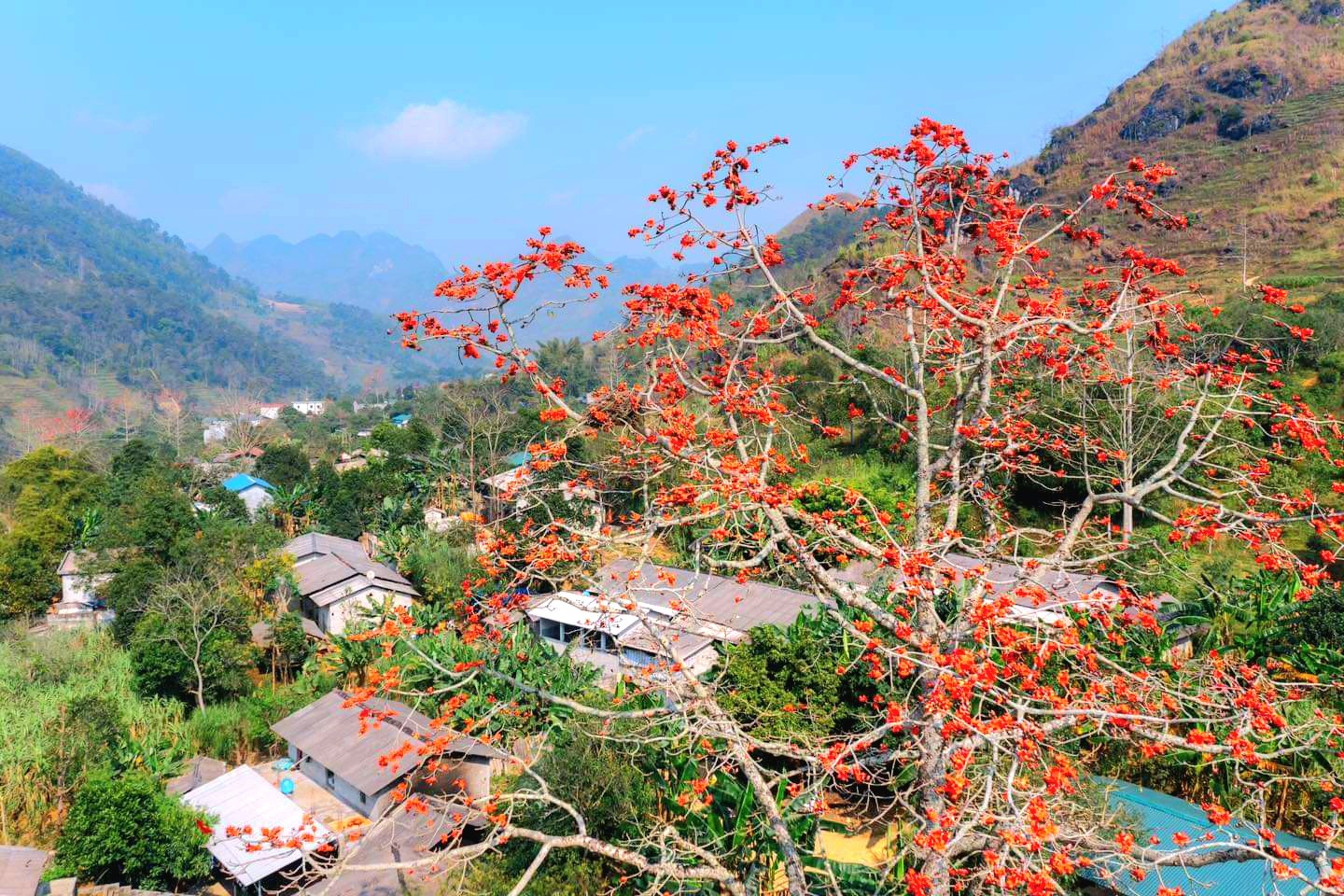 Mùa cao nguyên đá nở hoa ảnh 6