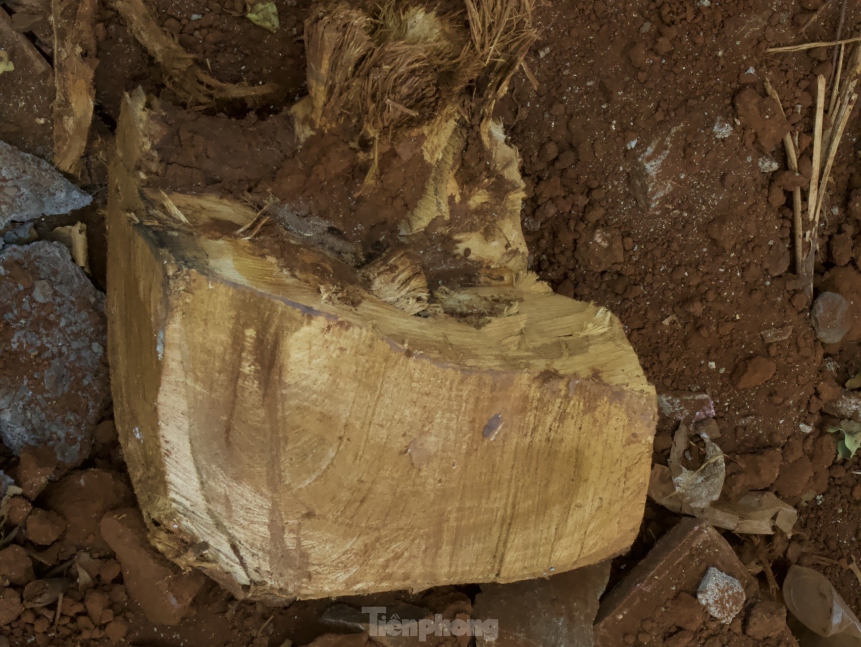 Hàng cây sao 30 năm tuổi ở Buôn Ma Thuột nguy cơ đổ gãy vì bị chặt rễ ảnh 5