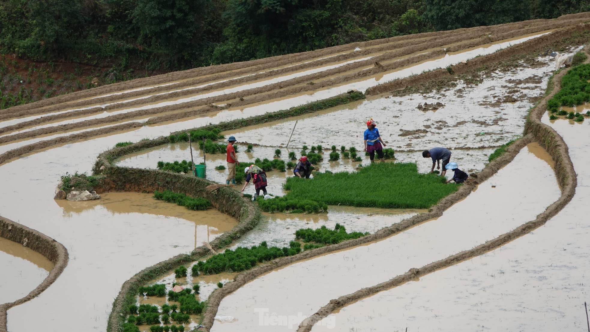 Vẻ đẹp ruộng bậc thang Mù Cang Chải mùa nước đổ ảnh 10