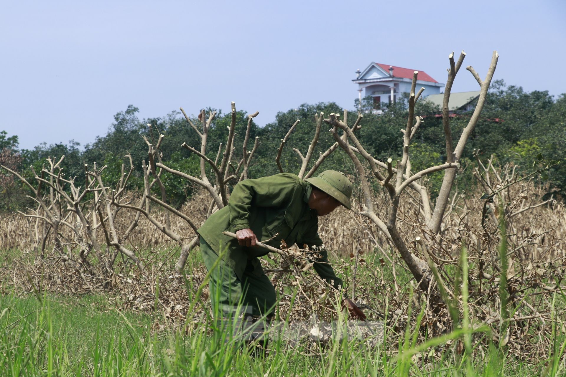 Tan hoang vùng bưởi 'tiến vua' Yên Bái, nông dân lâm cảnh đường cùng ảnh 6