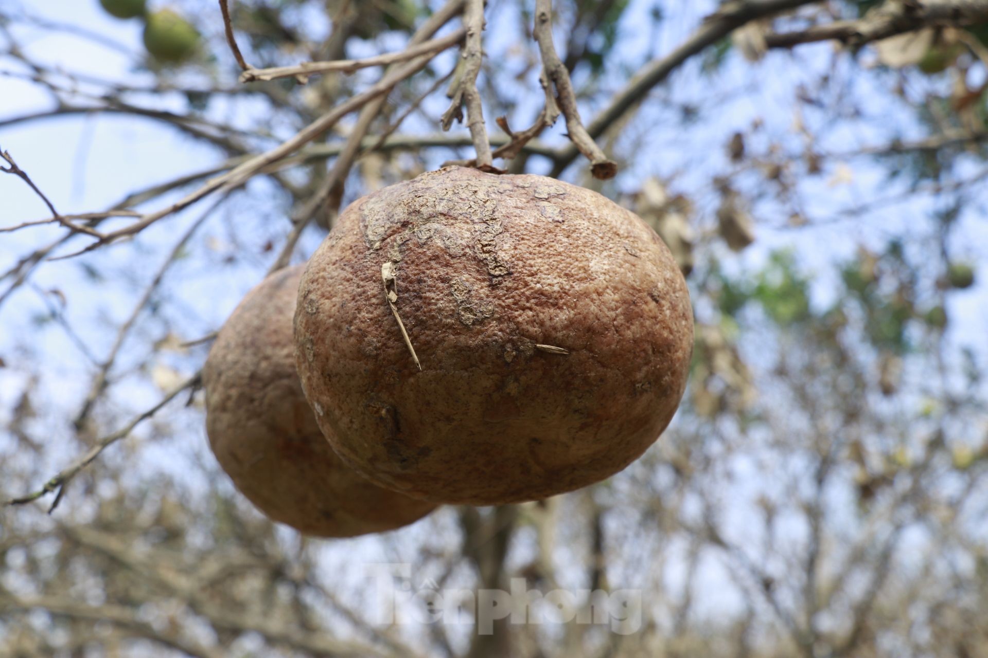 Tan hoang vùng bưởi 'tiến vua' Yên Bái, nông dân lâm cảnh đường cùng ảnh 21