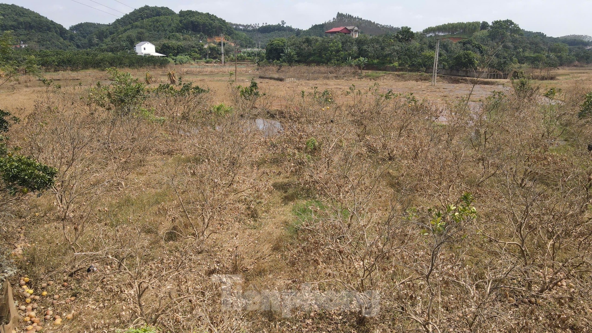 Tan hoang vùng bưởi 'tiến vua' Yên Bái, nông dân lâm cảnh đường cùng ảnh 1