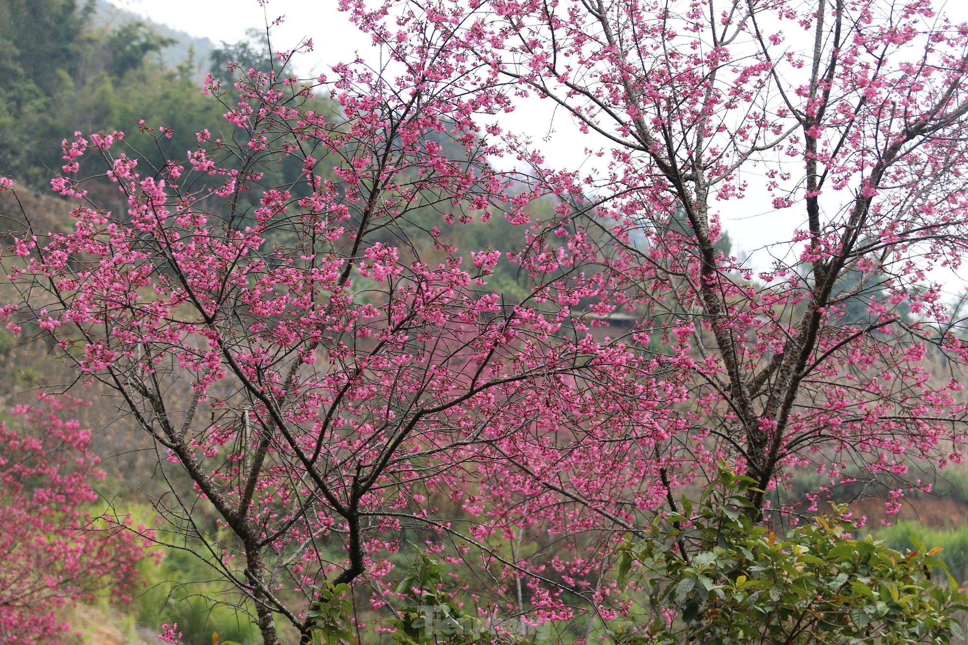 Mù Cang Chải rực rỡ trong Festival Khèn Mông và lễ hội hoa Tớ Dày ảnh 3