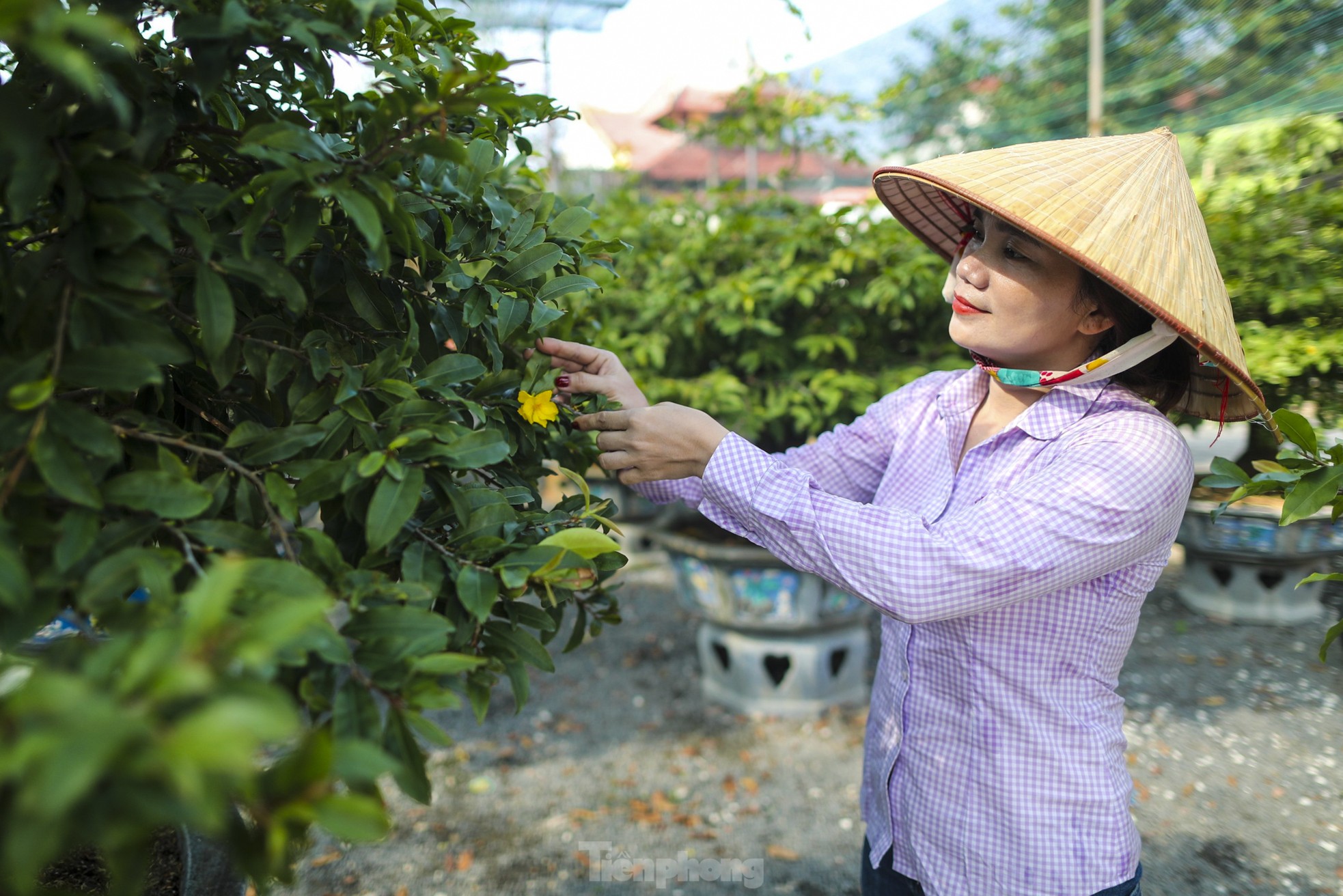 Mai vàng bung nụ sớm, nhiều nhà vườn ở TPHCM lo mất Tết ảnh 11