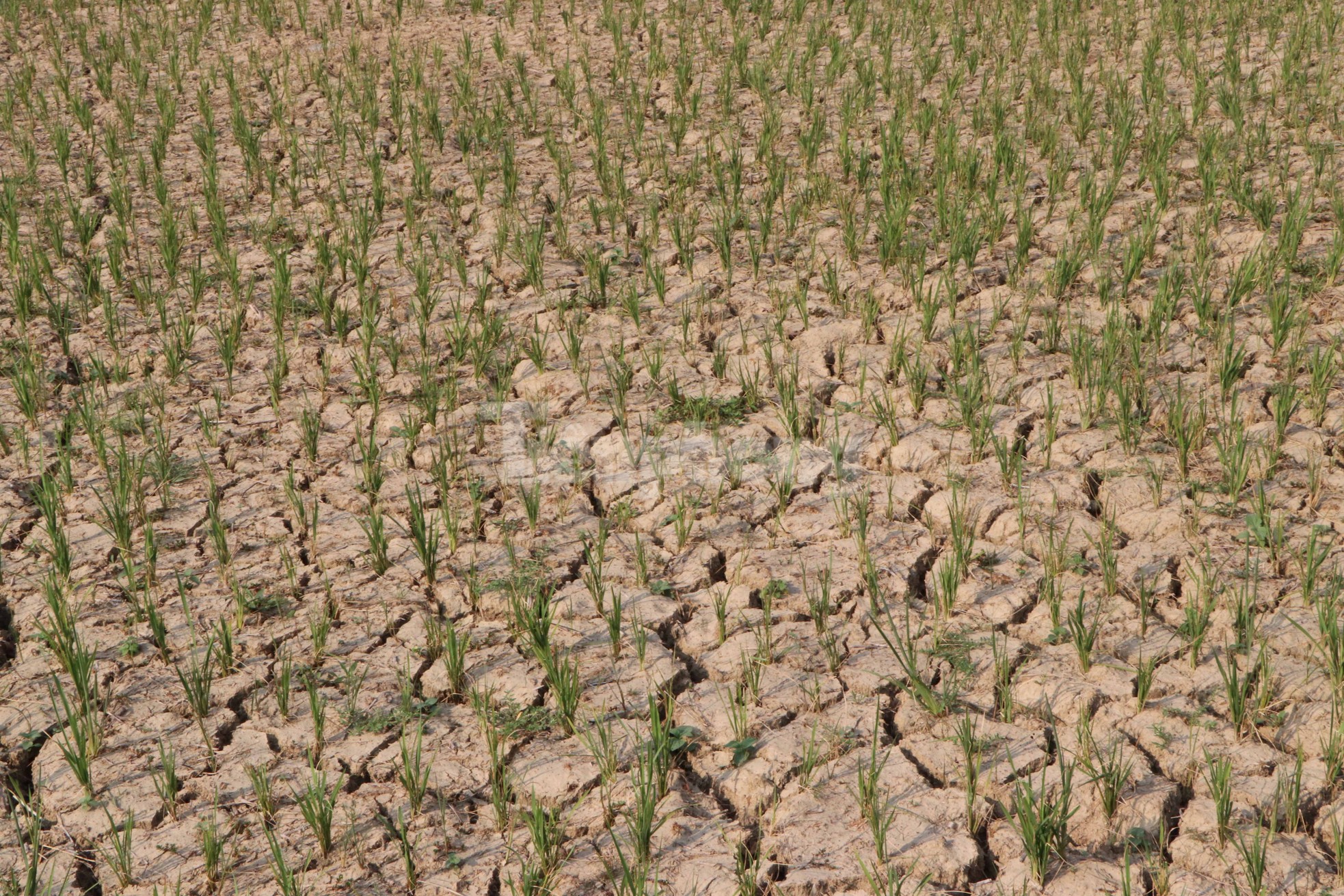 The intense heat caused rice fields to crack and irrigation lakes to dry out. Photo 2