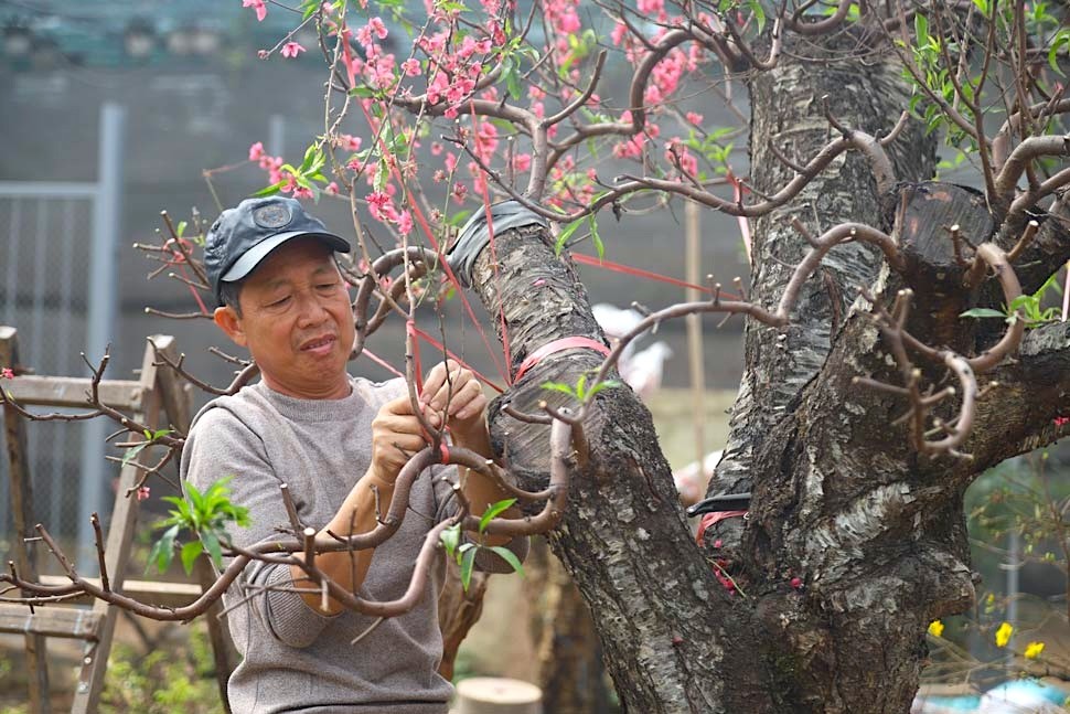 'Hái ra tiền' từ dịch vụ hồi sinh đào sau Tết ảnh 5