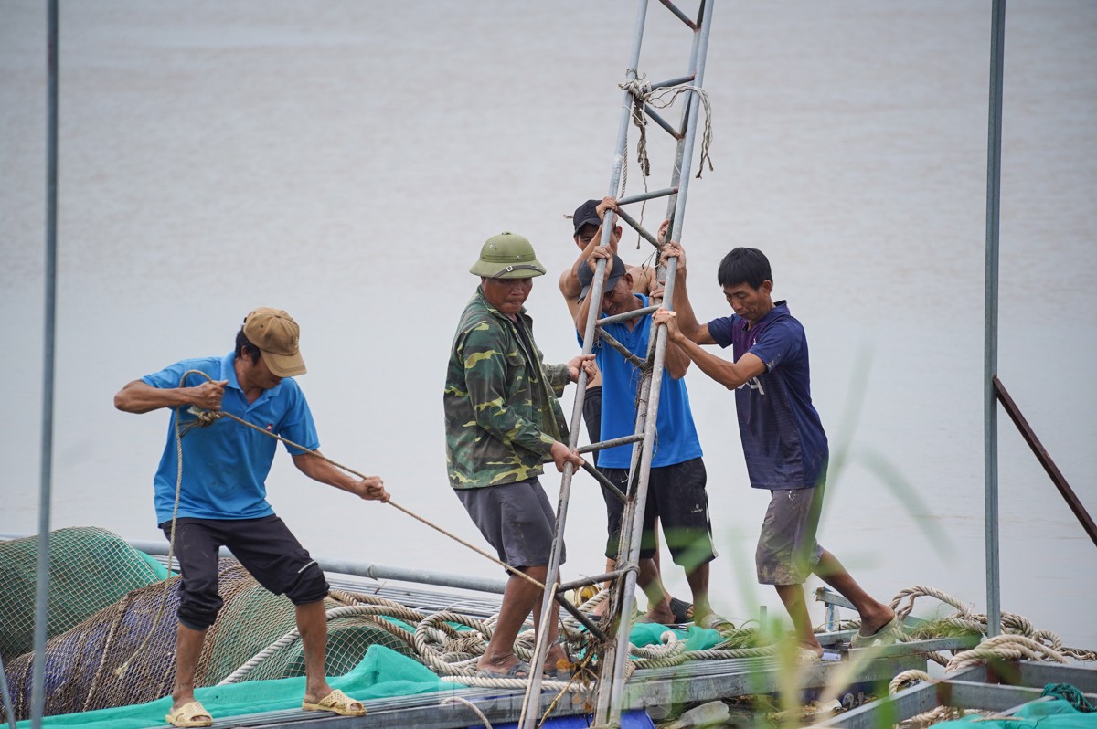 Tan hoang bên dòng sông Luộc: Bão số 3 cuốn bay 'bao nhiêu hi vọng, ước mơ làm giàu' ảnh 8