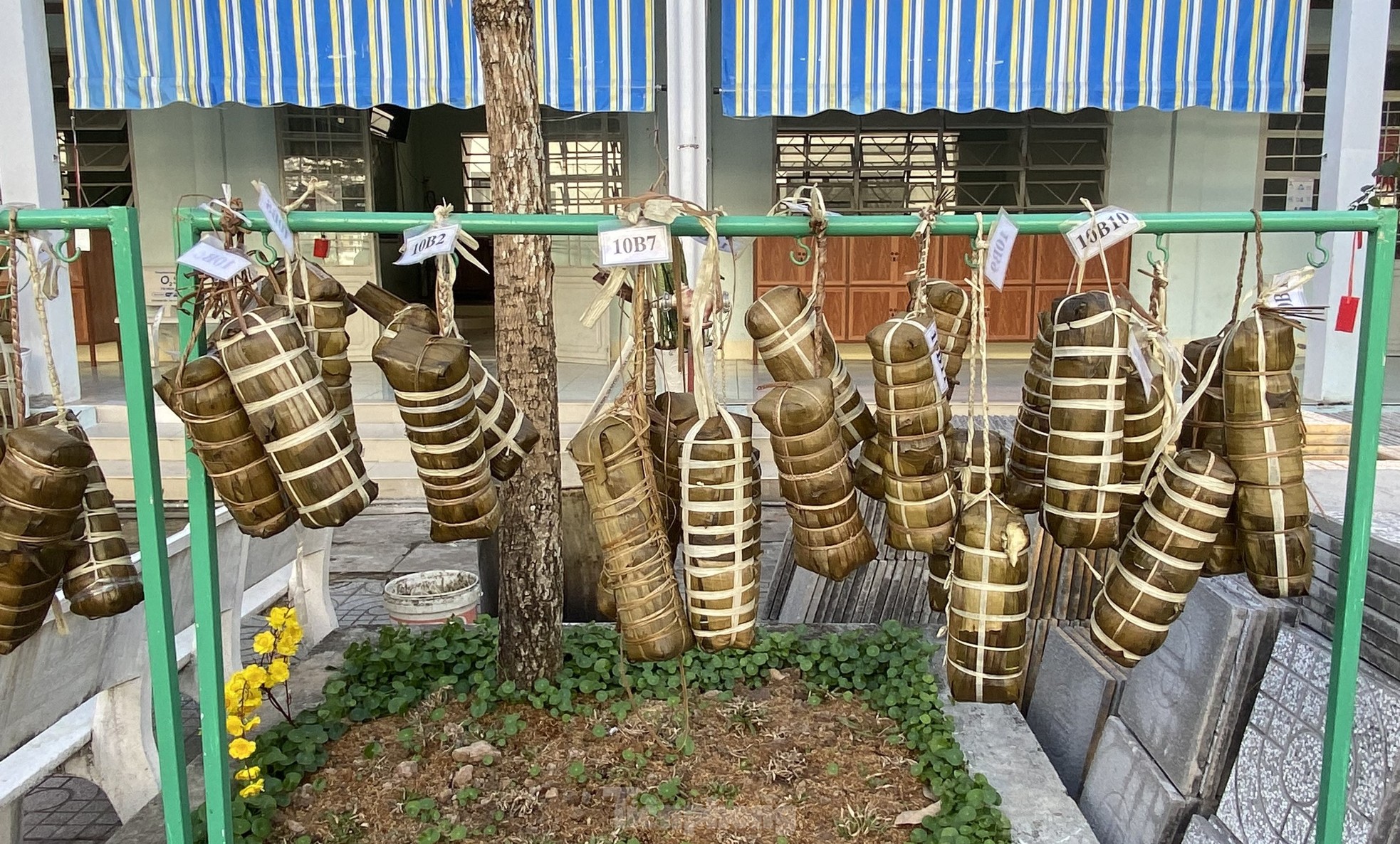 Thầy cô, học sinh Cần Thơ cùng 'tranh tài' gói bánh tét đón Tết ảnh 6