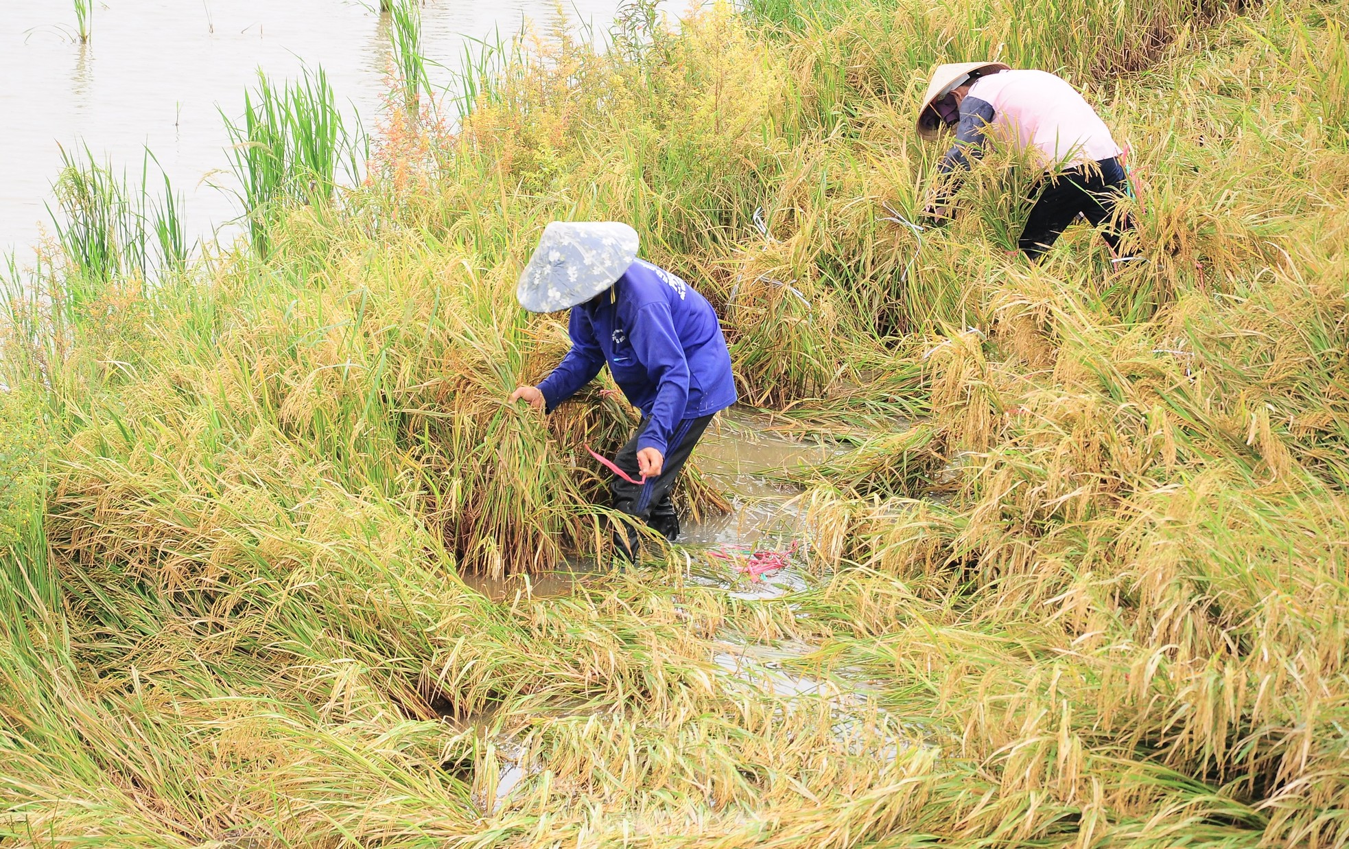 Nông dân xót xa nhìn lúa chín nằm đồng nhưng chưa thể thu hoạch ảnh 5