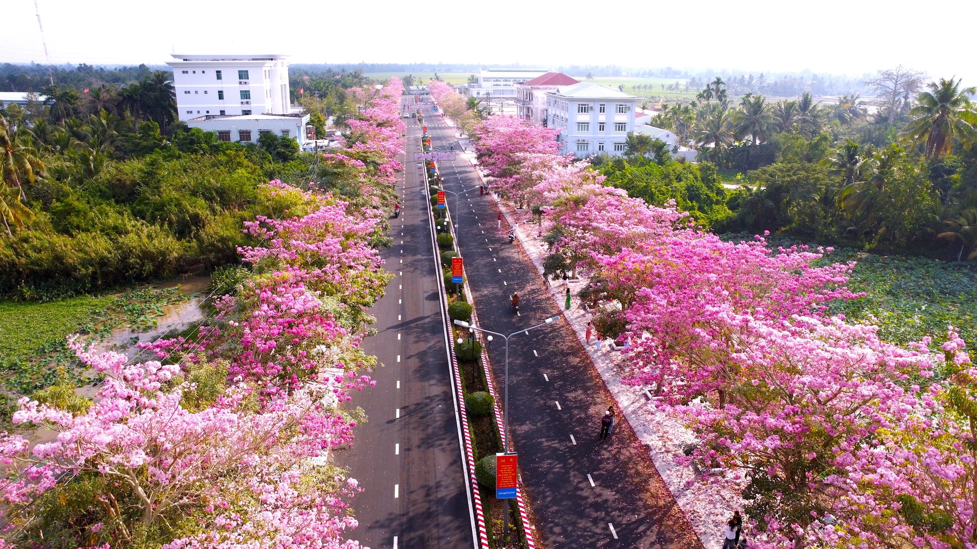 Mê mẩn đường hoa kèn hồng đẹp như tranh ở miền Tây ảnh 1