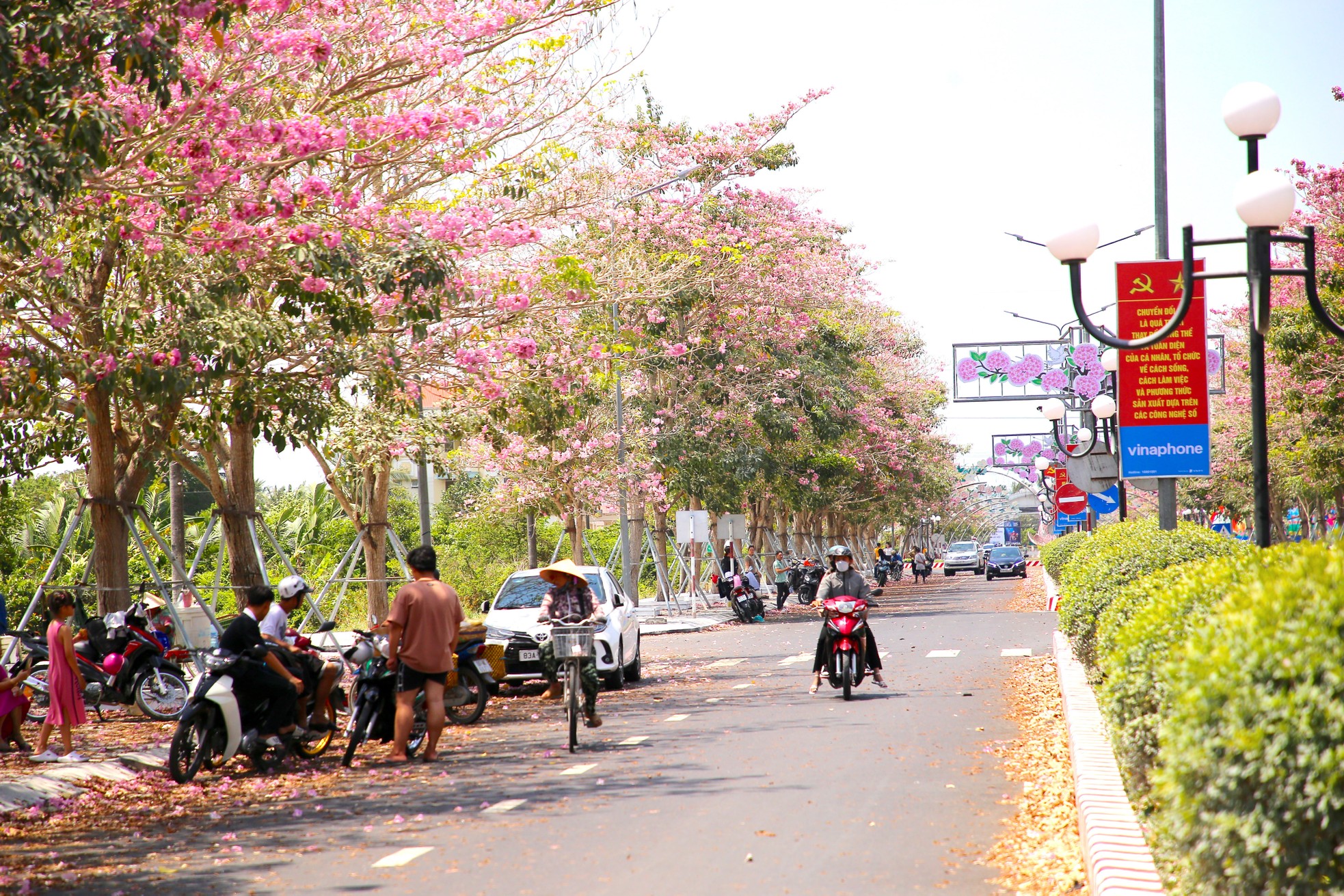 Mê mẩn đường hoa kèn hồng đẹp như tranh ở miền Tây ảnh 3