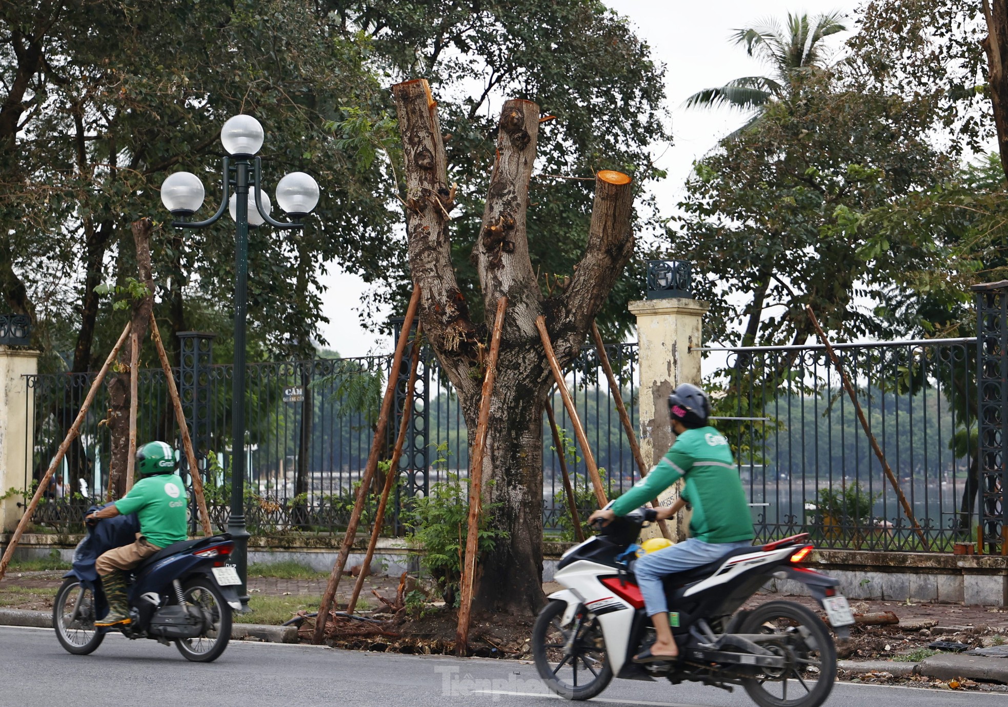 Hà Nội: Những cây xanh gãy đổ sau bão bật chồi 'hồi sinh' ảnh 13