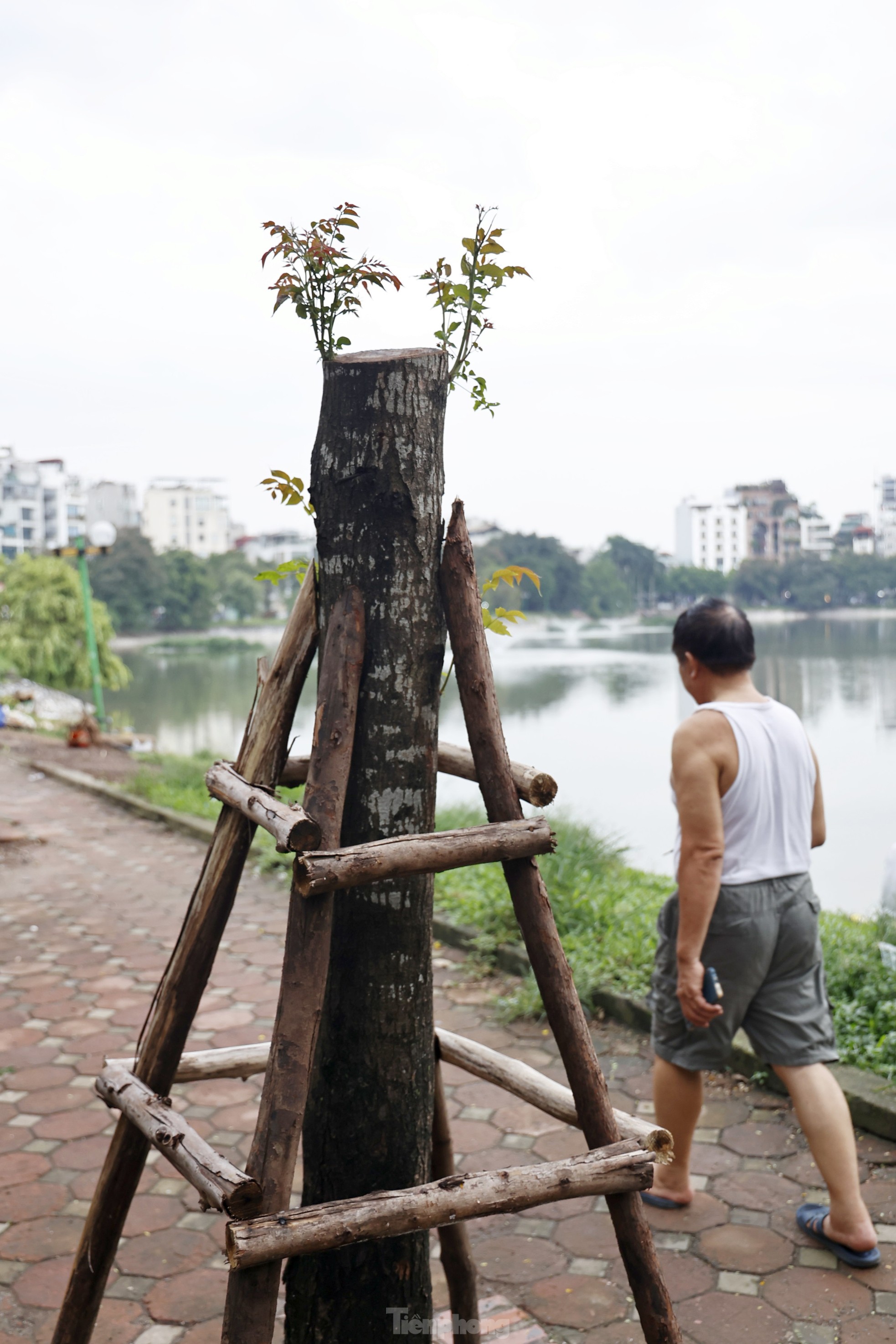 Hà Nội: Những cây xanh gãy đổ sau bão bật chồi 'hồi sinh' ảnh 11