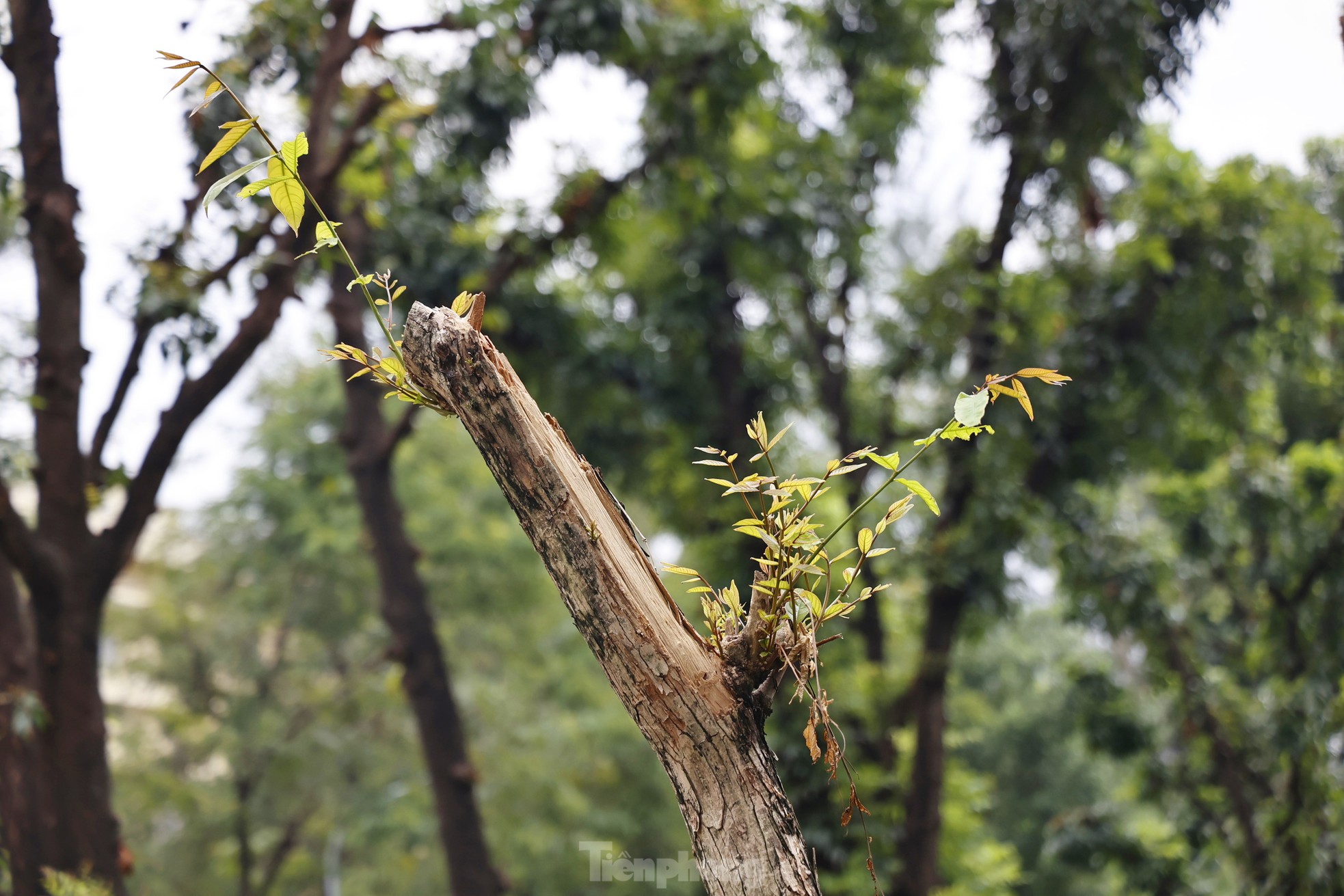 Hà Nội: Những cây xanh gãy đổ sau bão bật chồi 'hồi sinh' ảnh 15