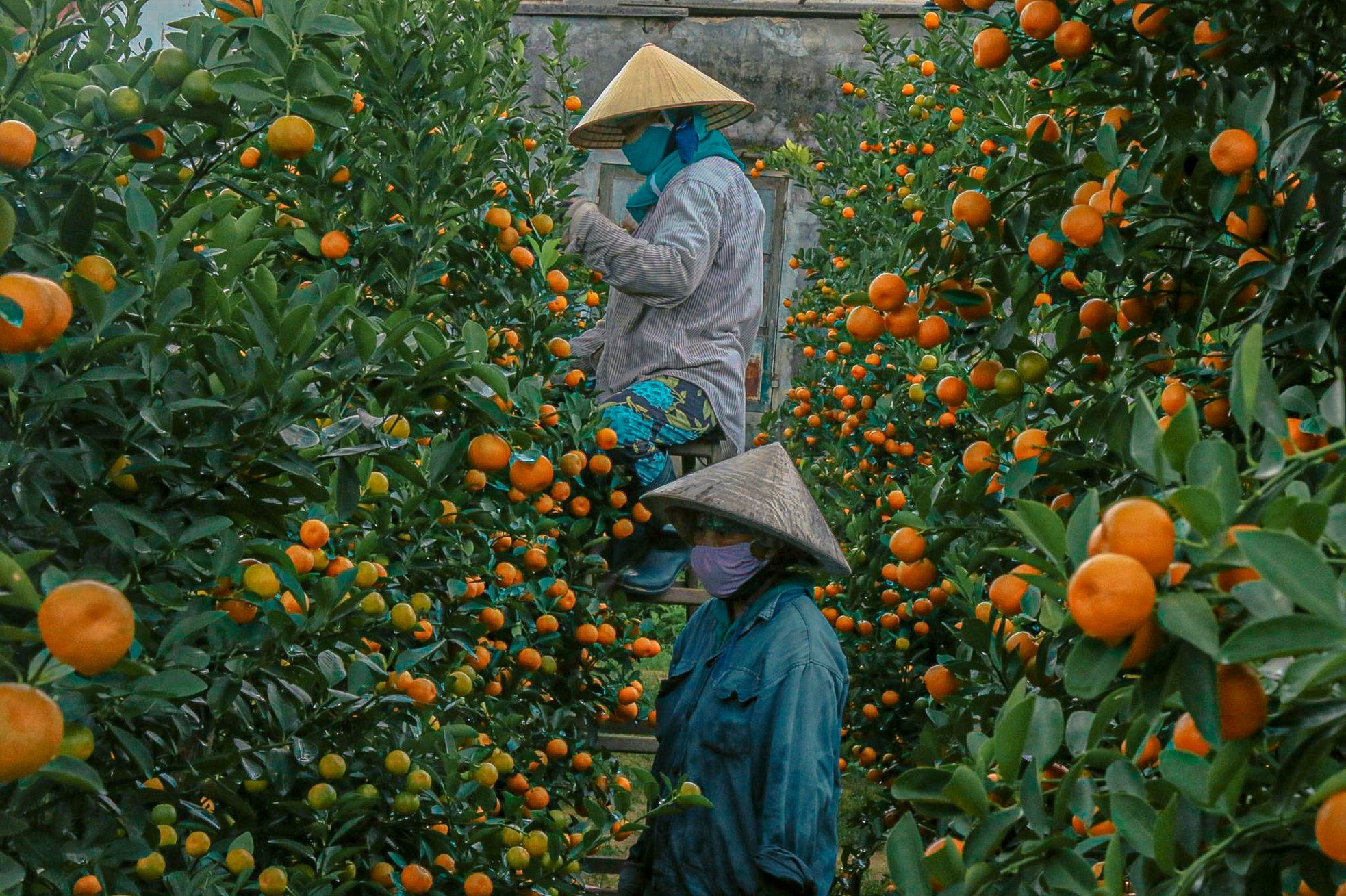 The largest kumquat village in the Central region 'burns' during Tet season photo 8