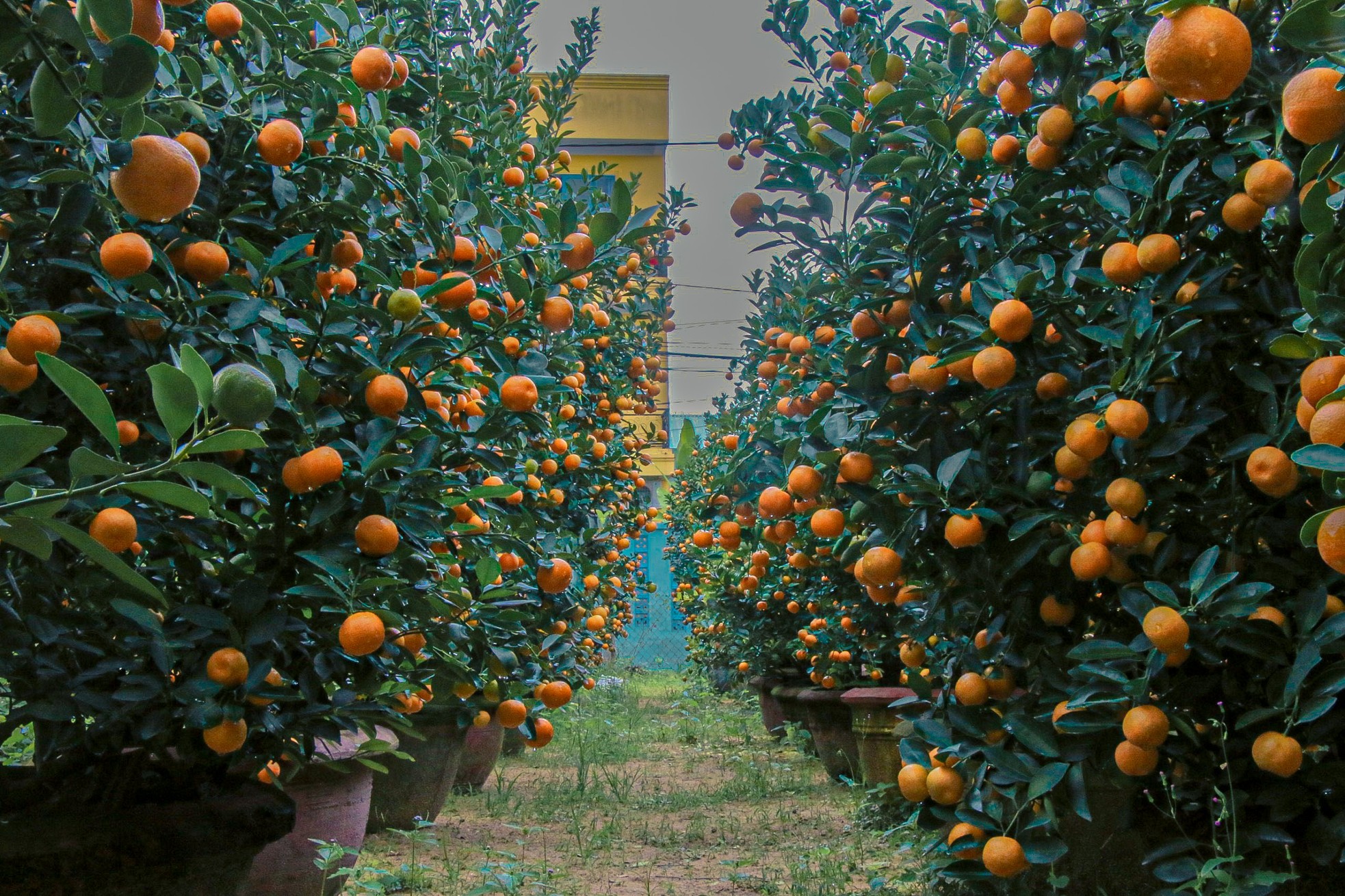 The largest kumquat village in the Central region 'burns' during Tet season photo 11